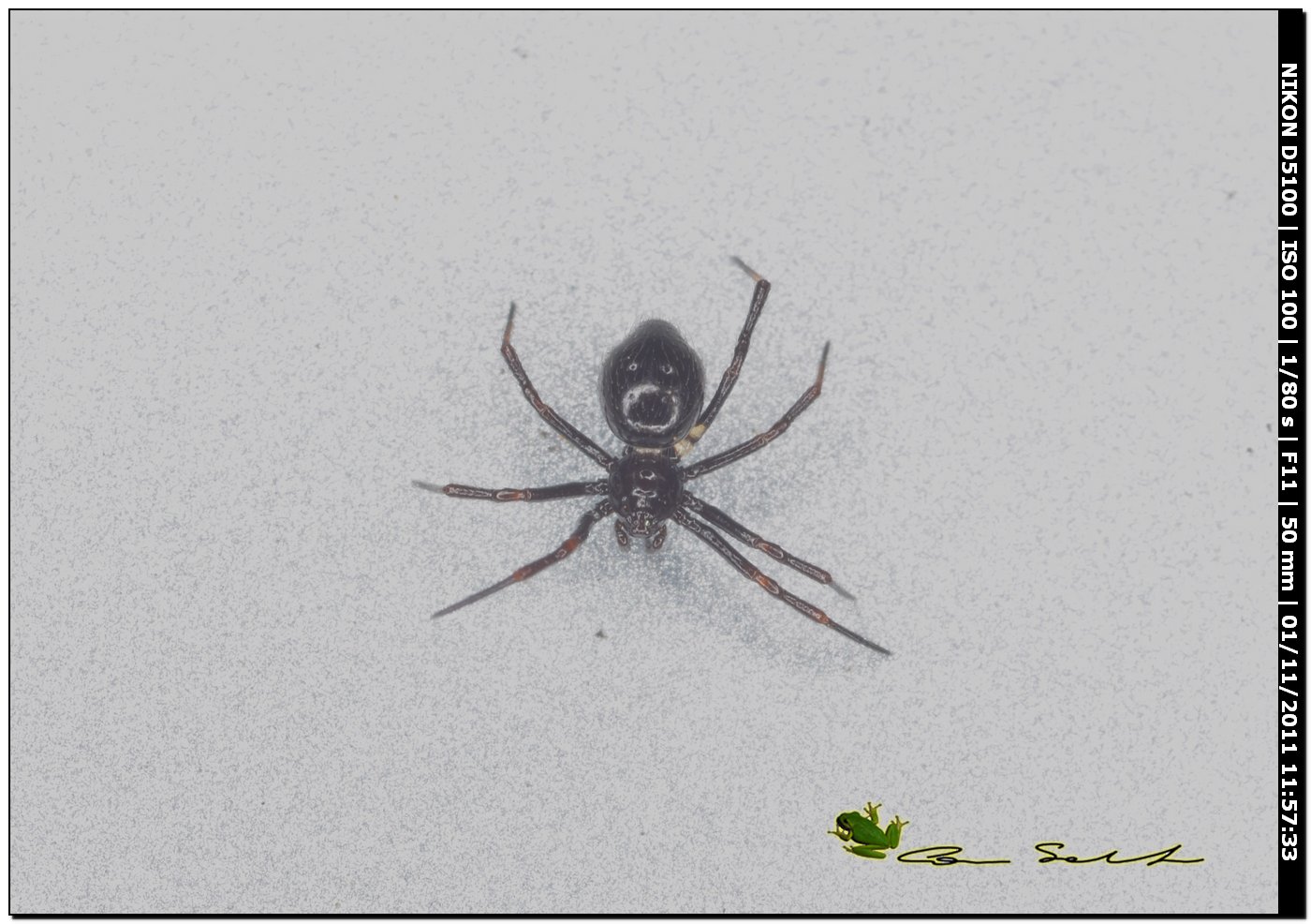Euryopis sp.