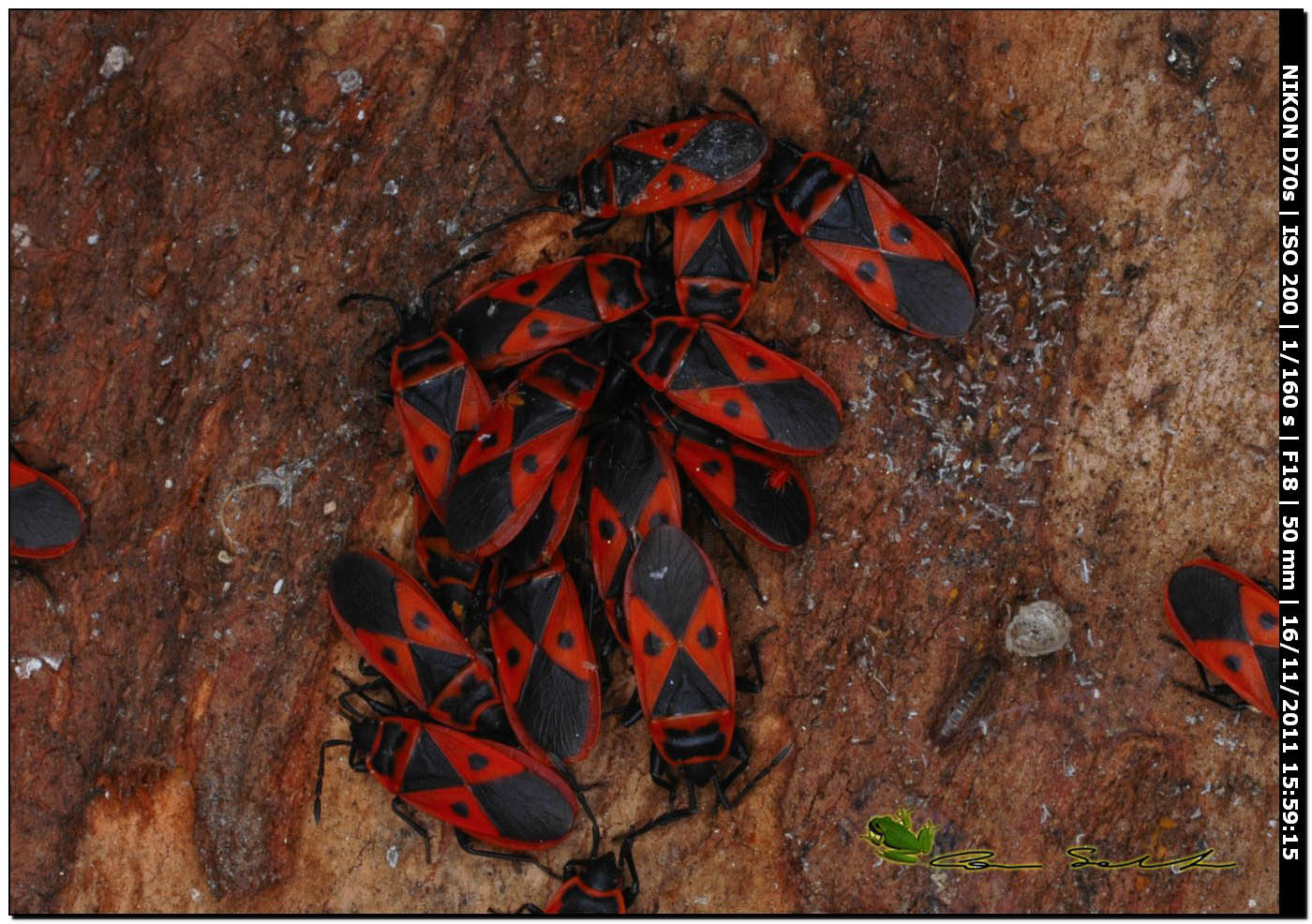 Pyrrhocoridae: Scantius aegyptius della Sardegna