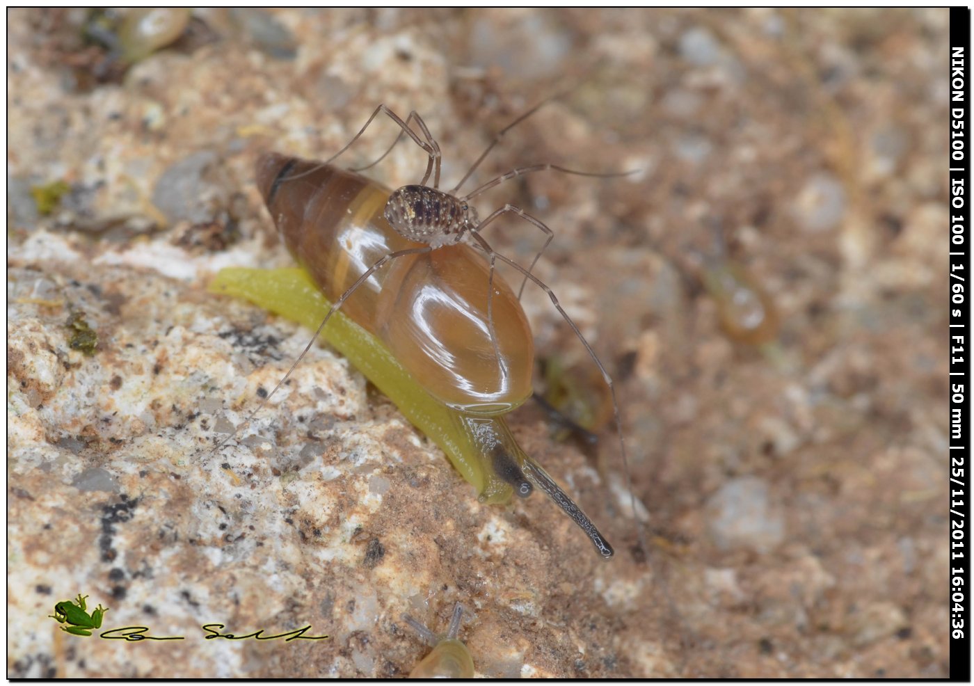 Ferussacia (Ferussacia) folliculus