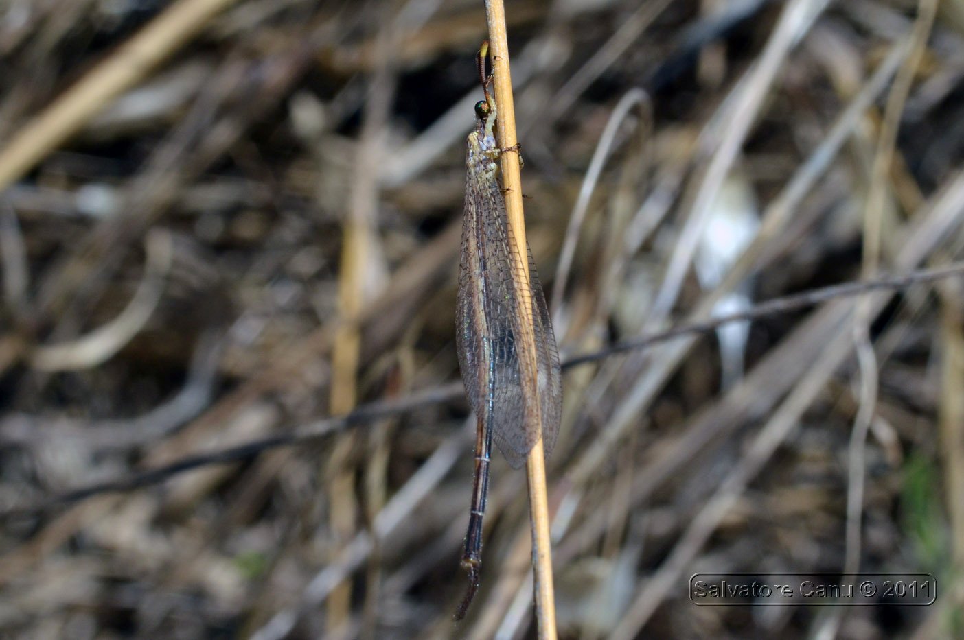 Macronemurus appendiculatus