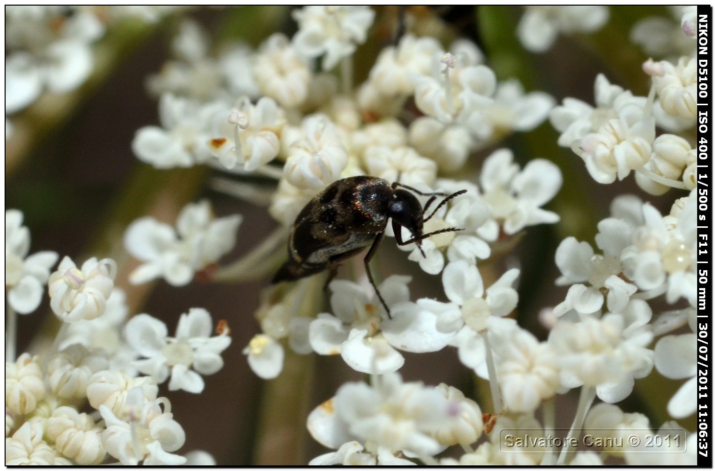 Mordellidae (Variimorda fasciata?)