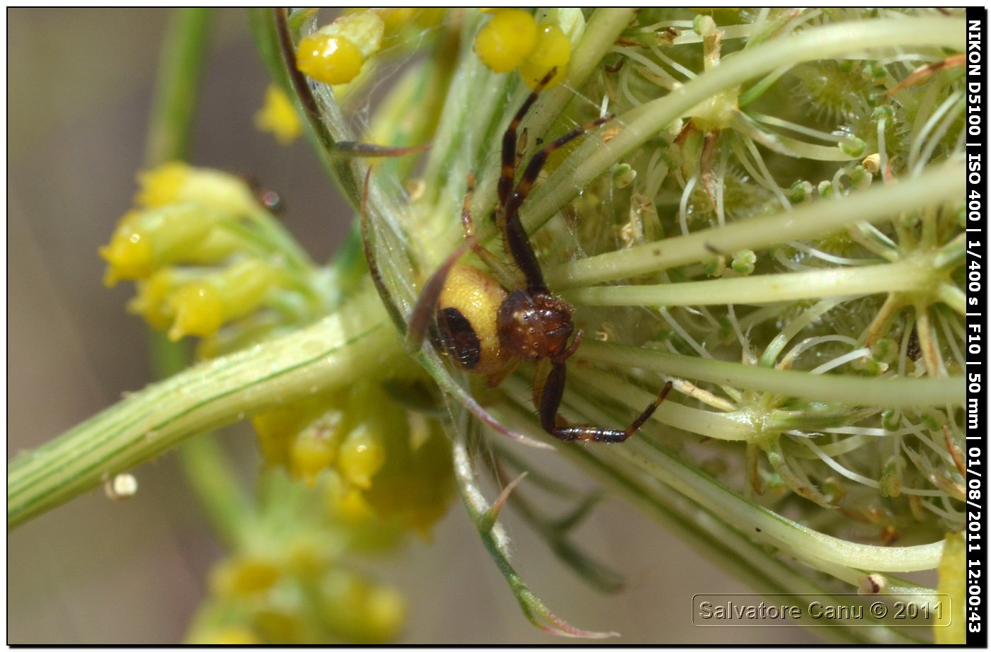 Thomisidae, Synema globosum