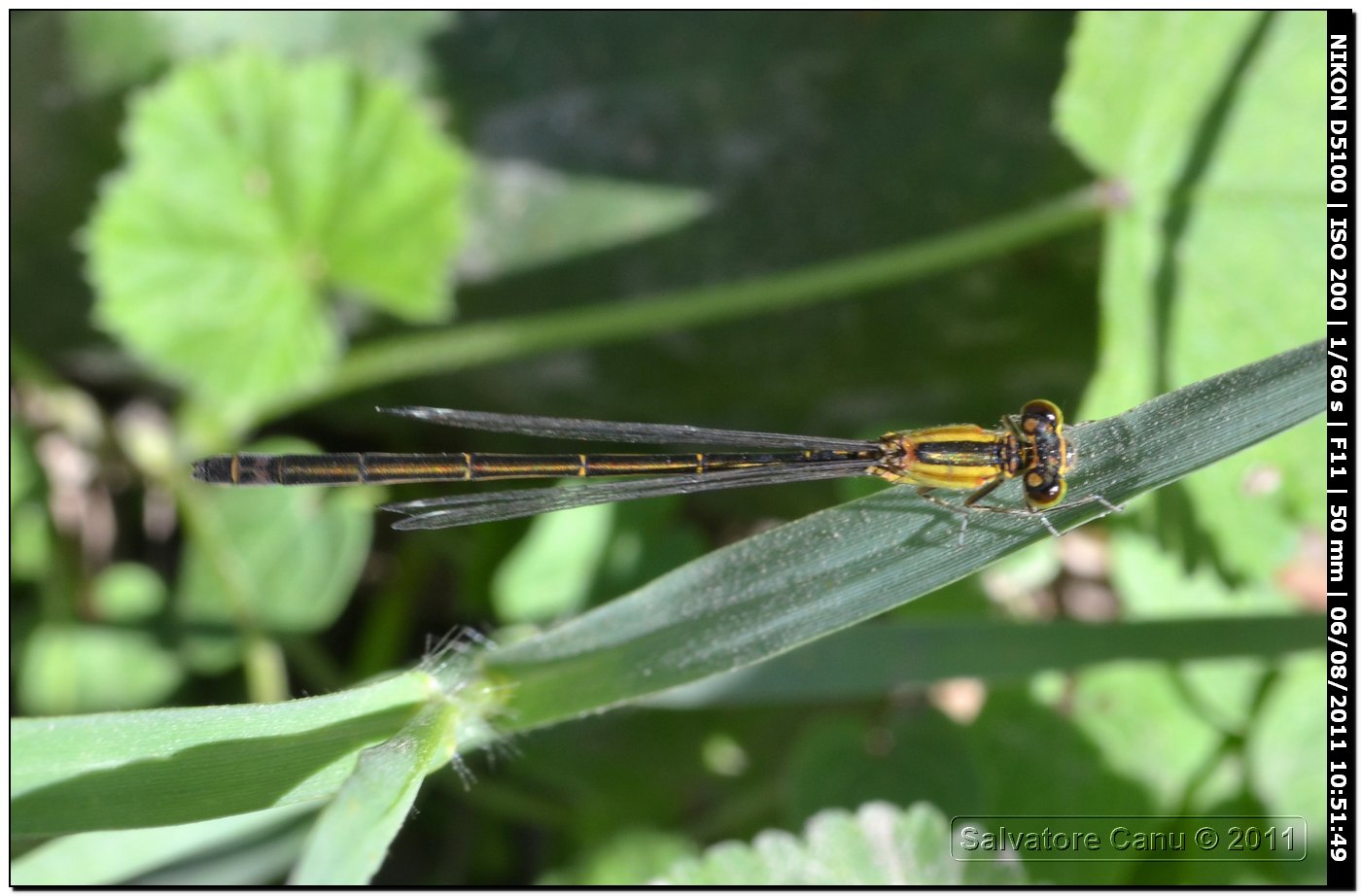 altra colorazione di femmina androcroma di Ischnura genei