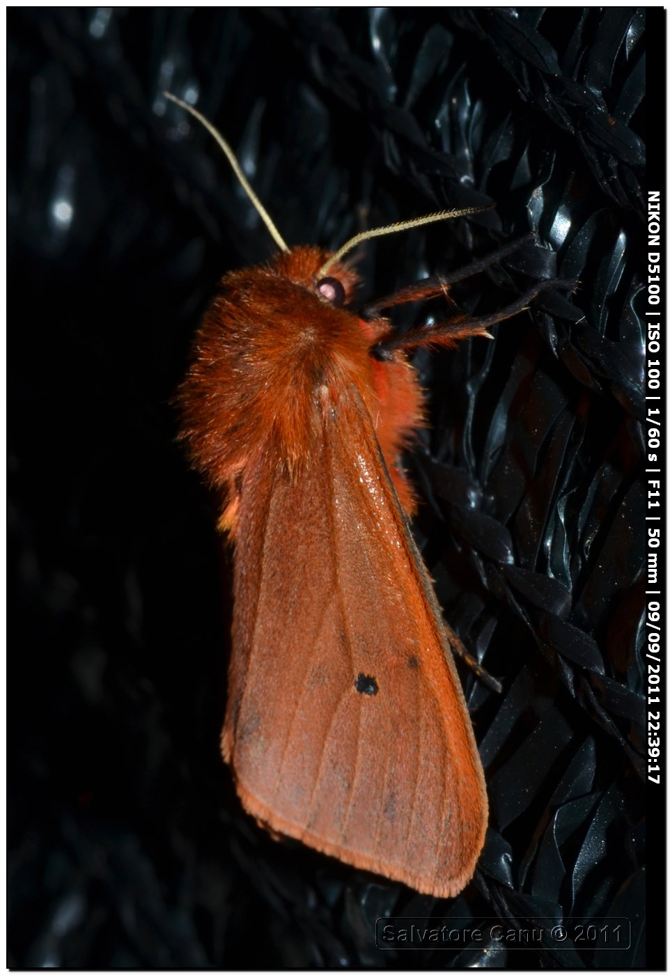 Phragmatobia fuliginosa