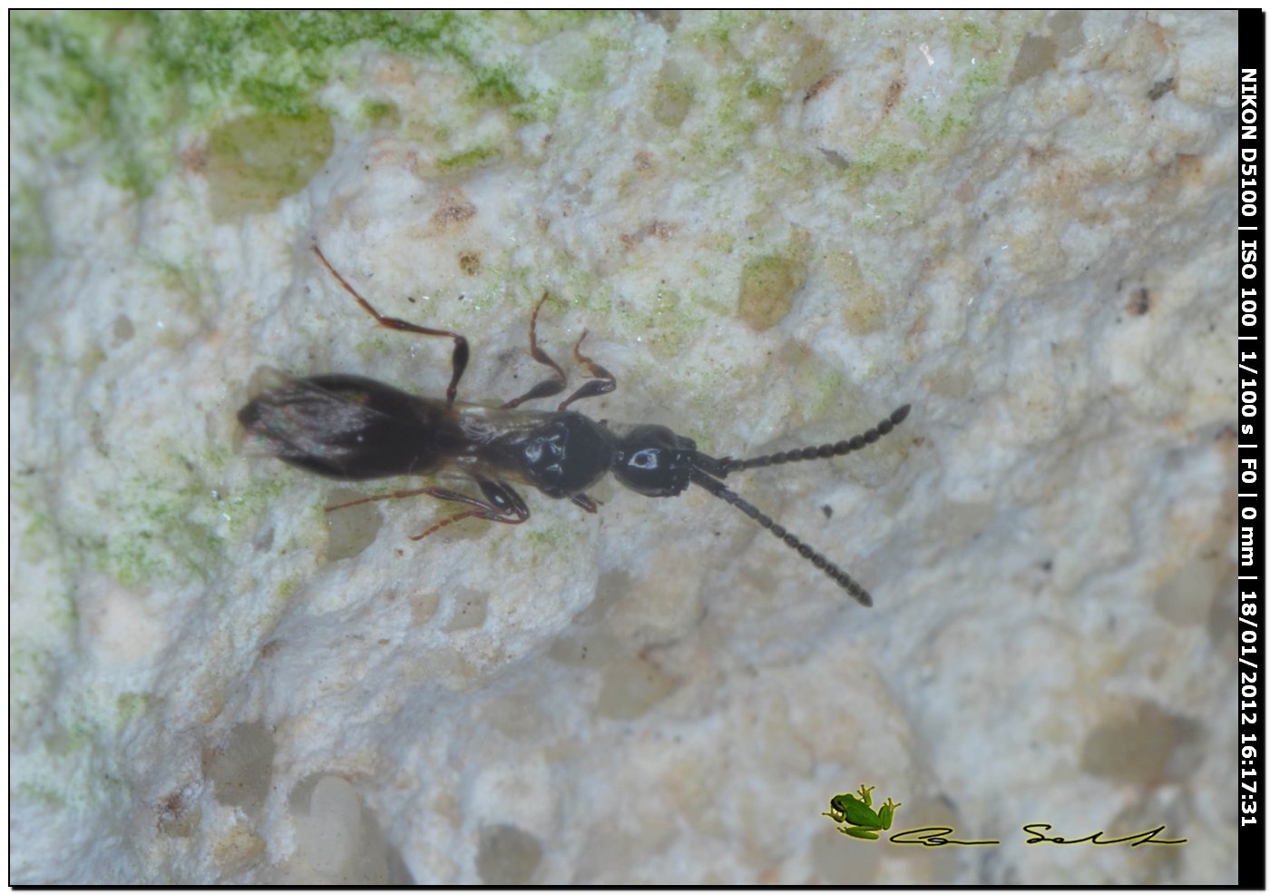 Diapriidae
