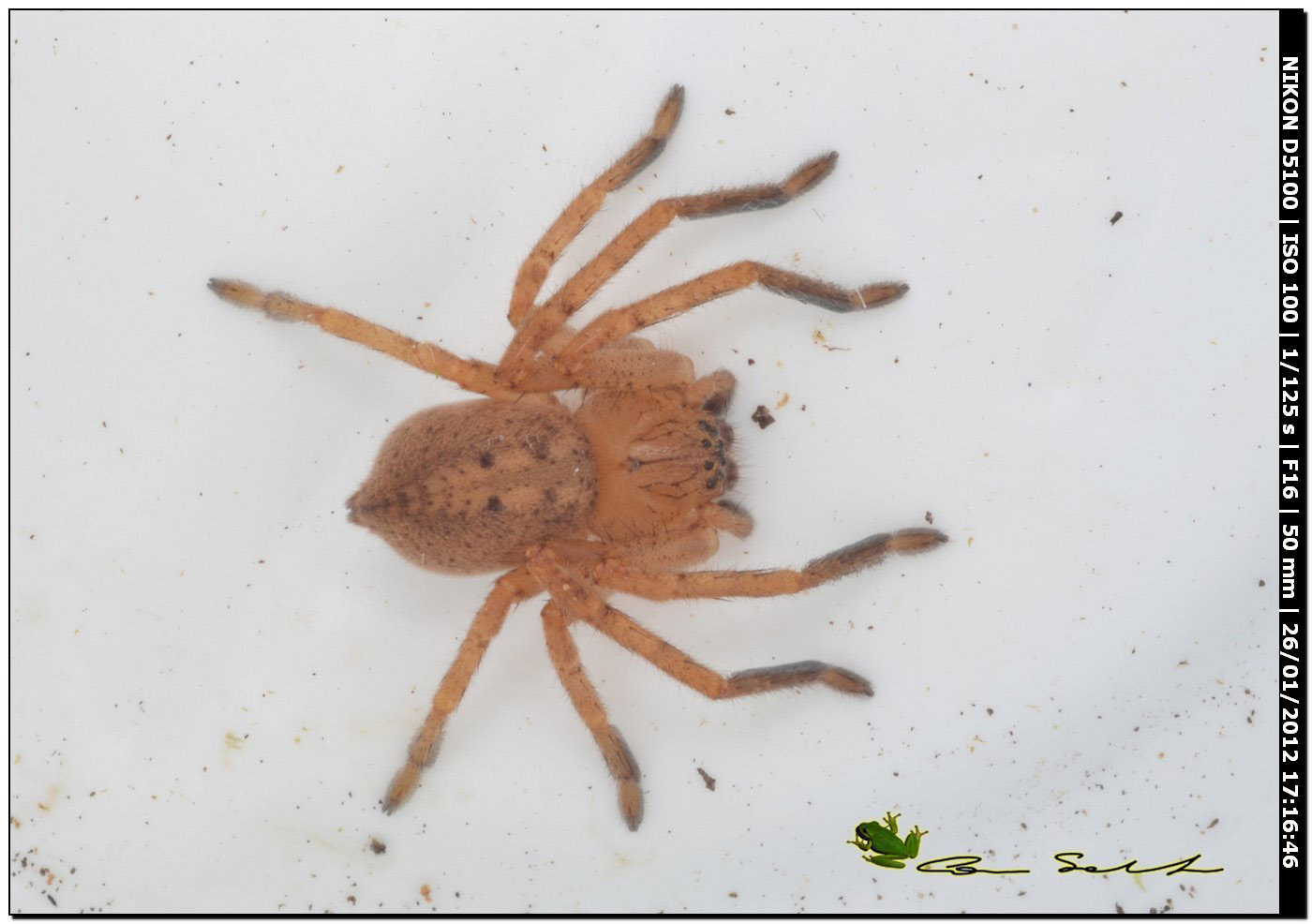 Olios argelasius