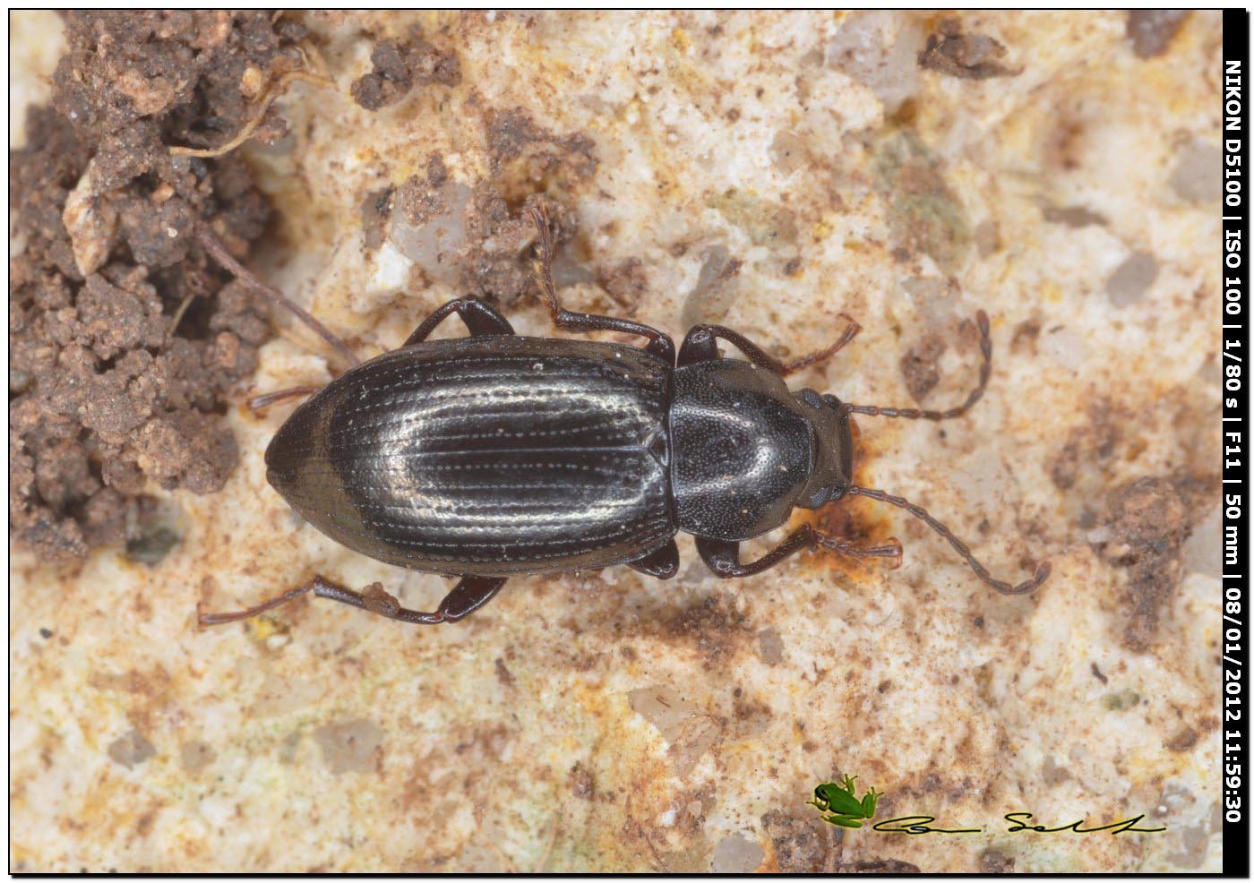 Nalassus cfr assimilis