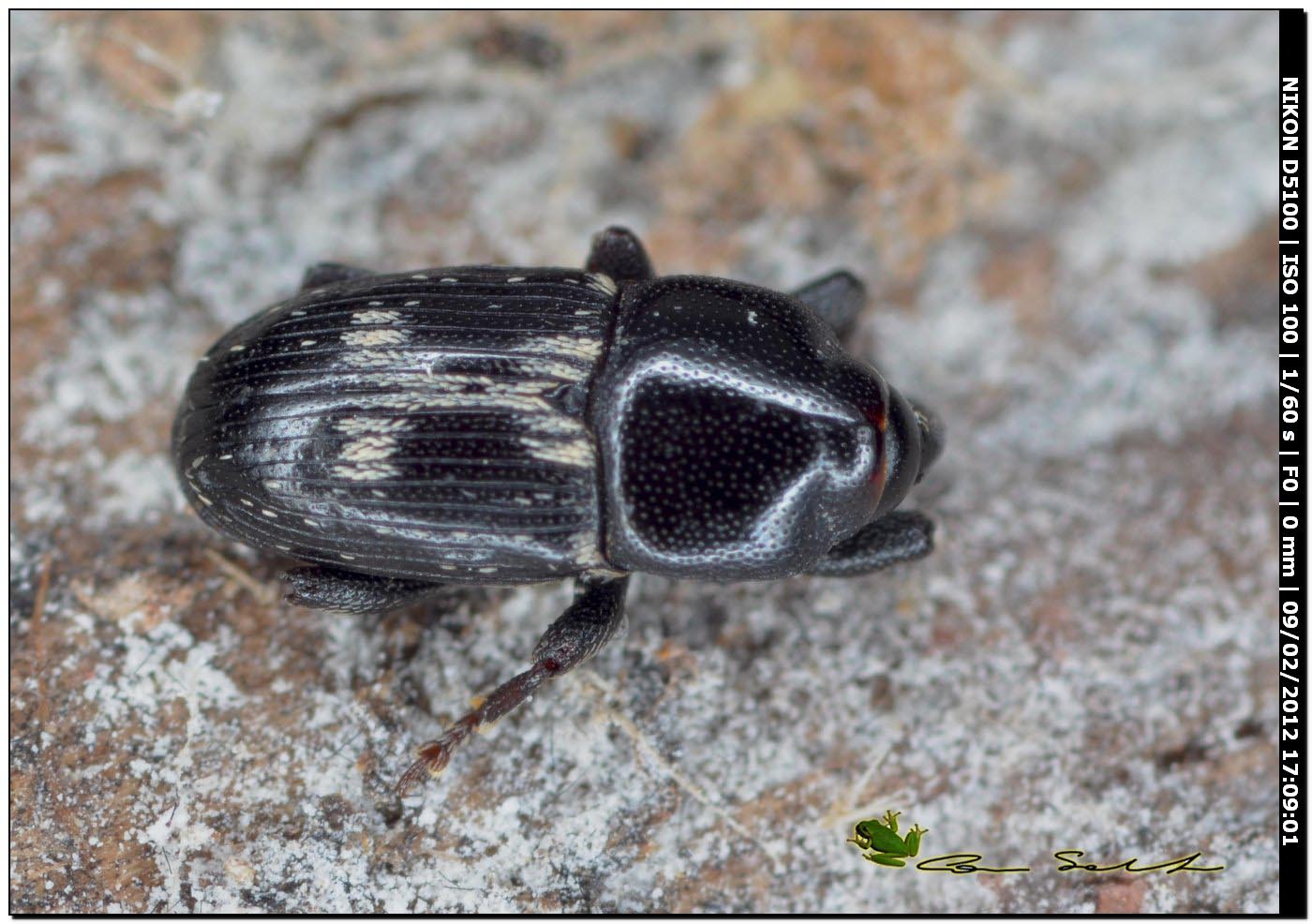 Piccolo Coleottero da Usini: Melaleucus spoliatus