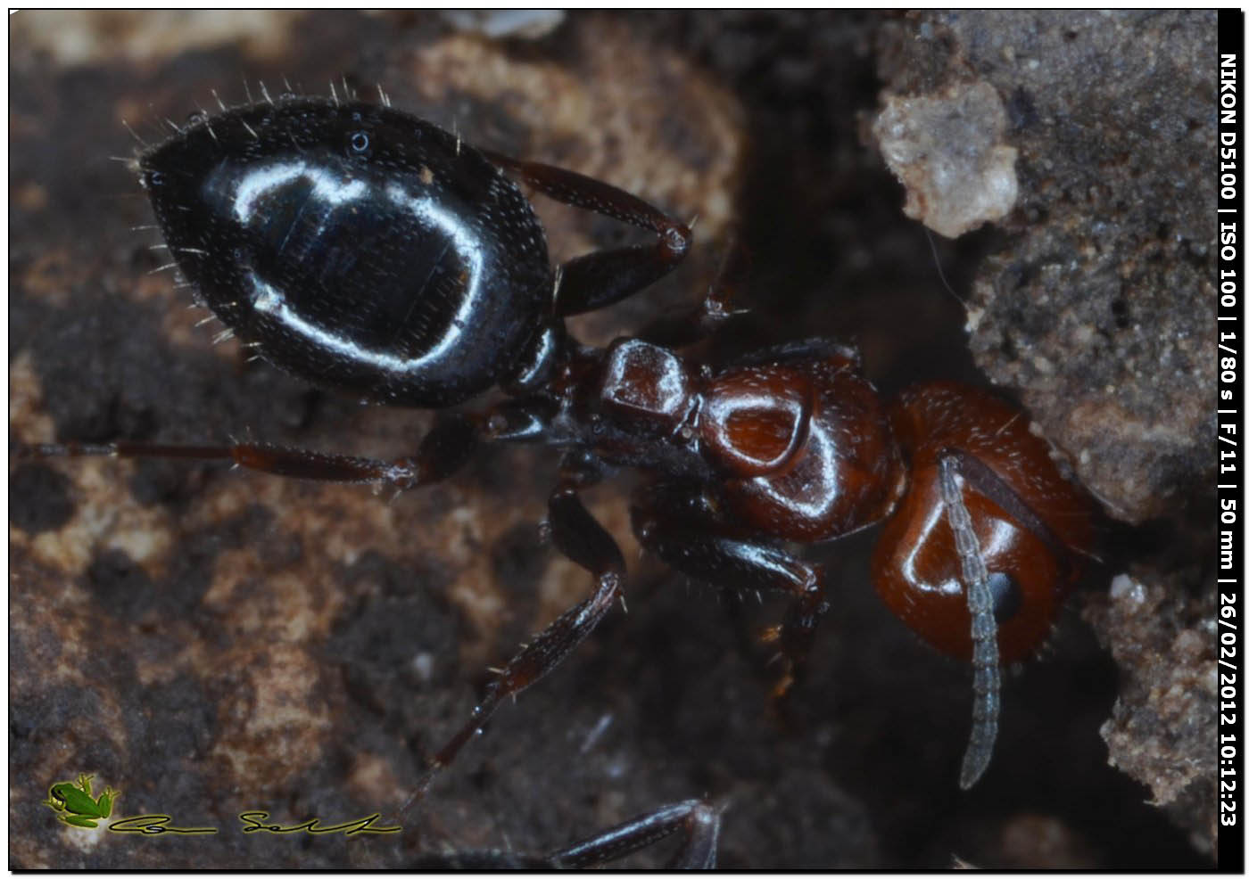 Camponotus lateralis da Usini
