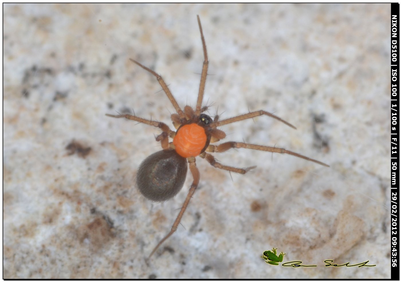 Linyphiidae parassitato