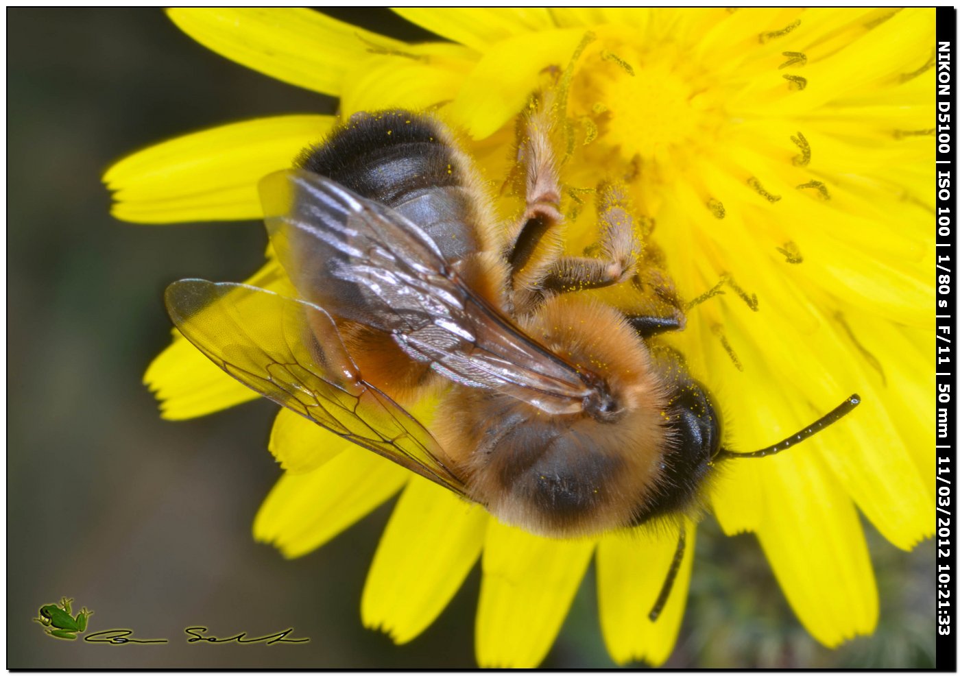 Eucera sp. femmina da Stintino