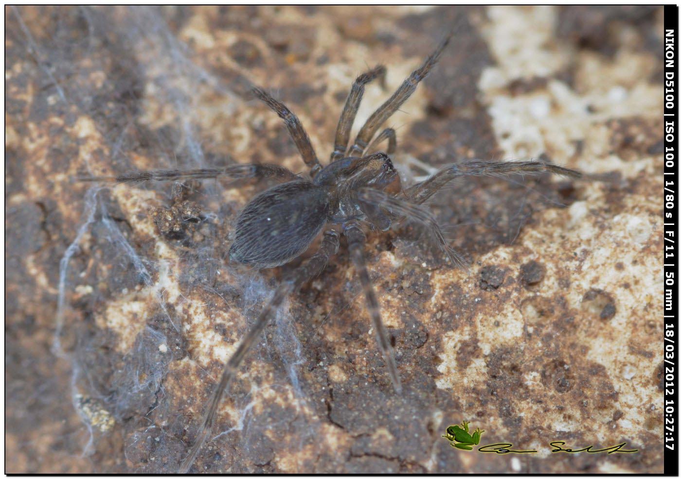 Agelenidae da Bessude