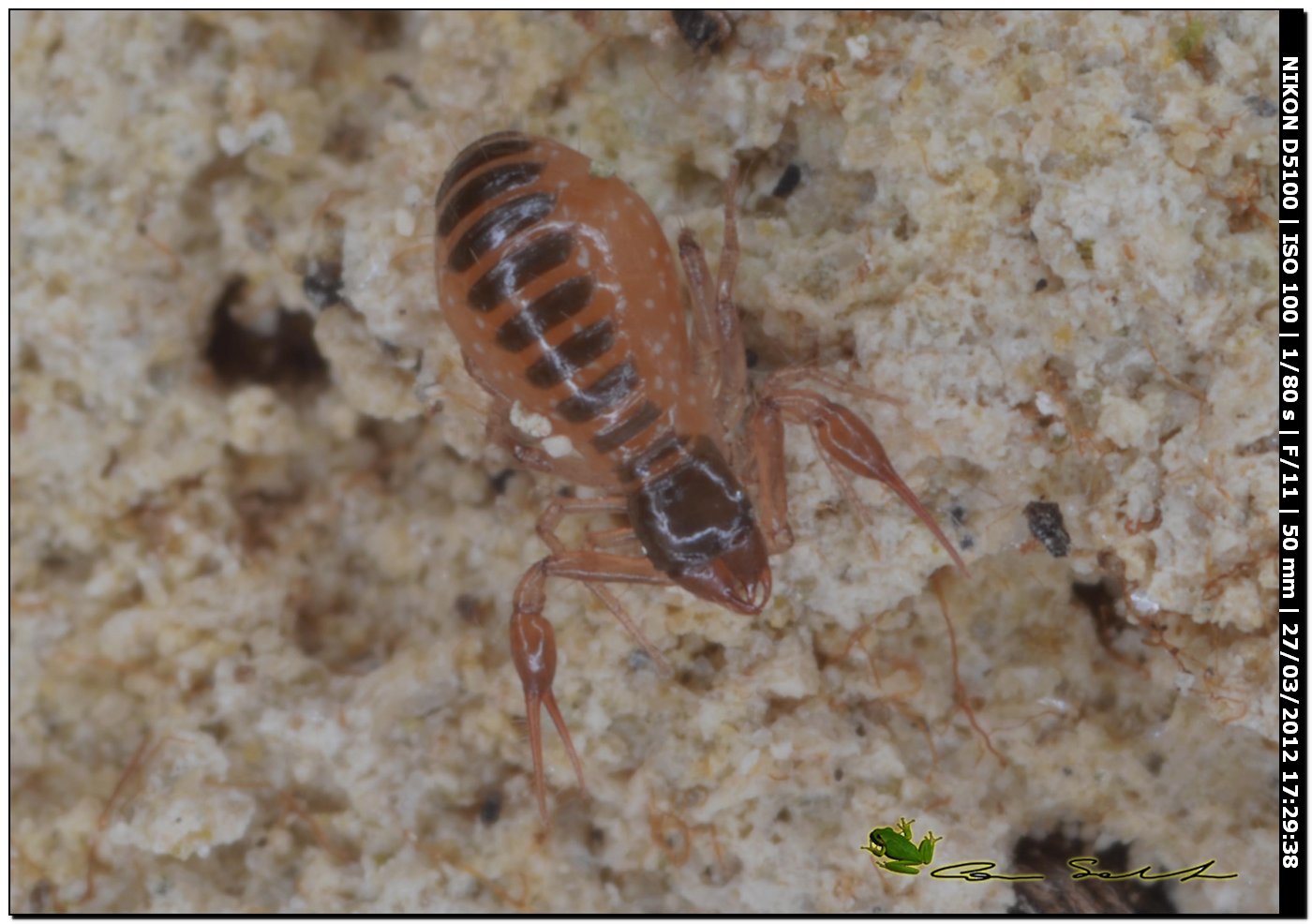 Chthoniidae da Usini