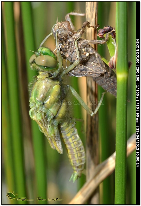 Orthetrum cancellatum, metamorfosi