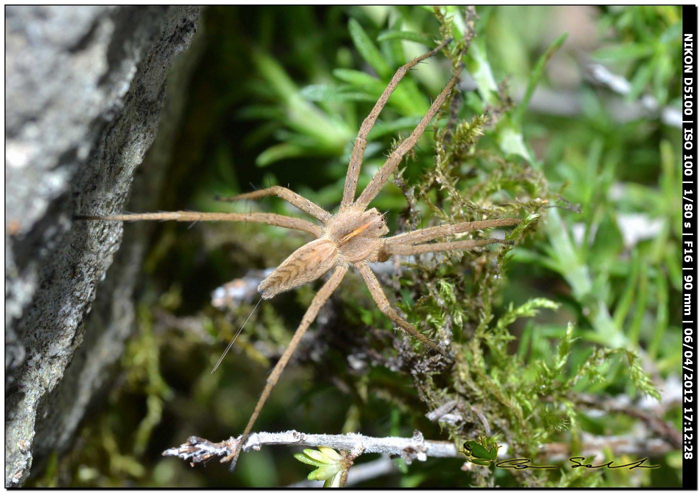 Pisaura sp.