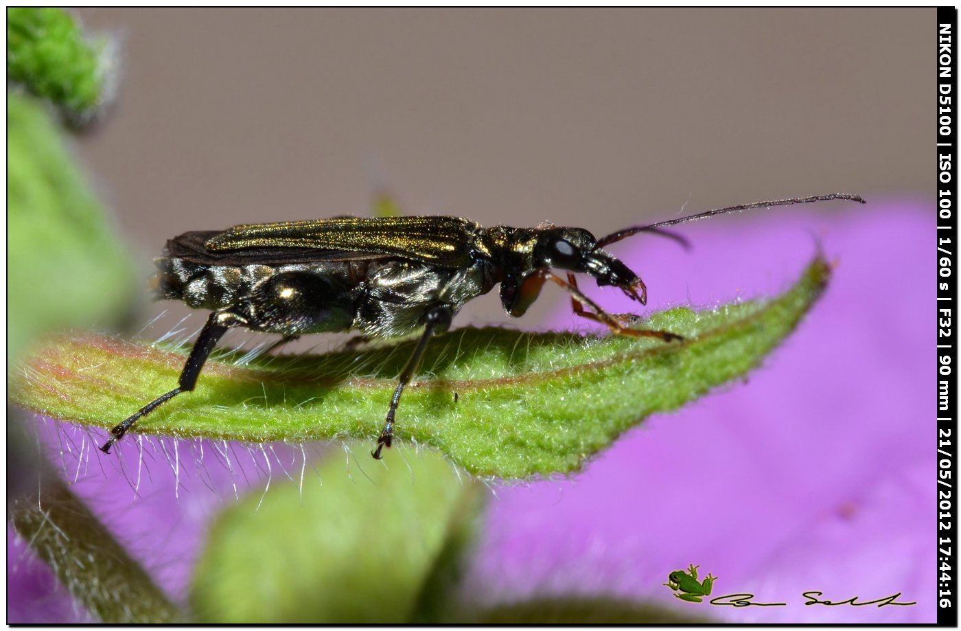 Oedemera flavipes, maschio