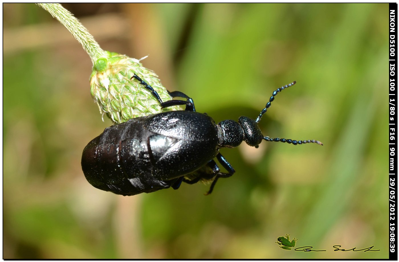 Meloe proscarabaeus in ... arrampicata libera