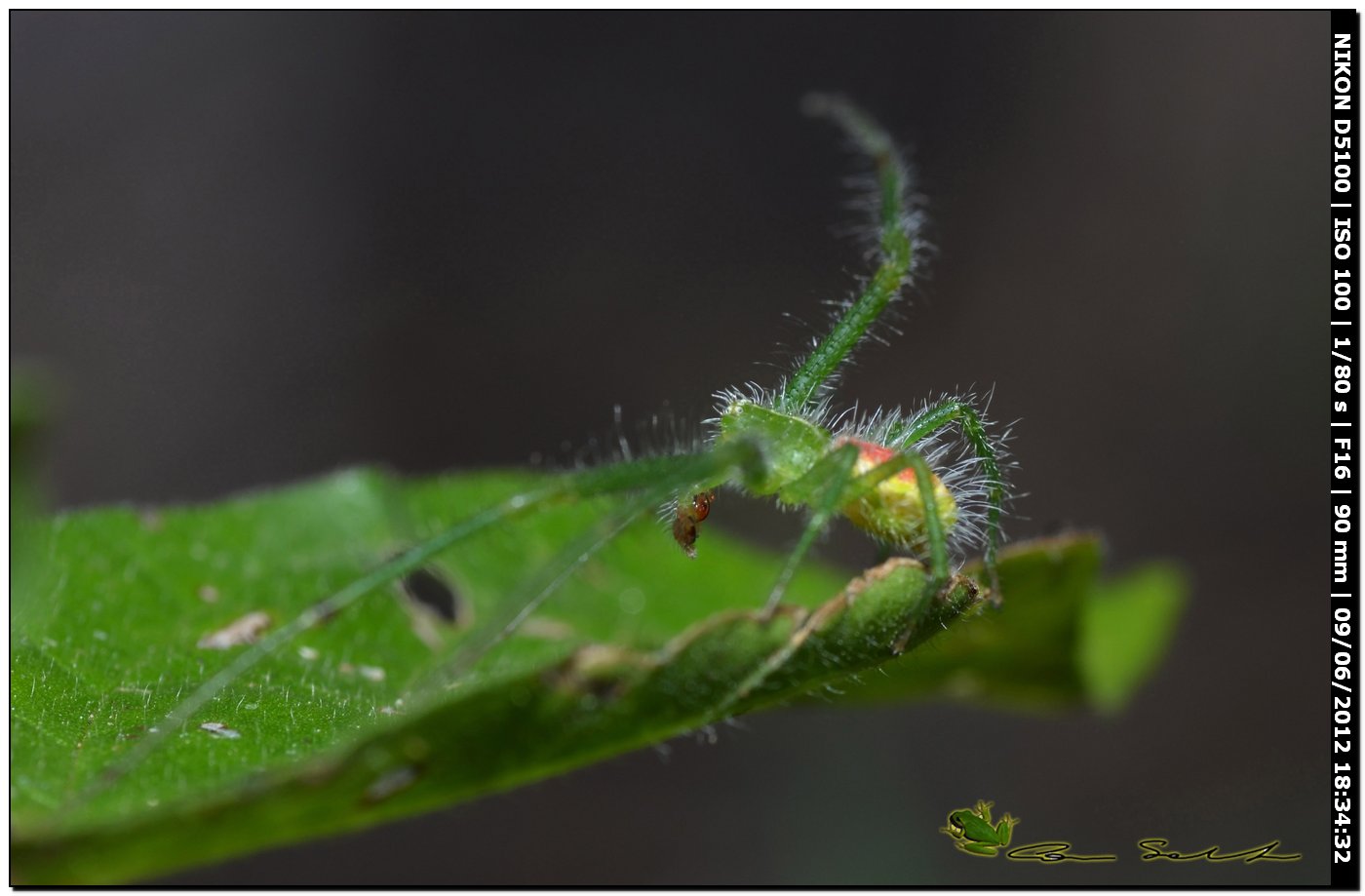 Heriaeus sp. ♂, Thomisidae