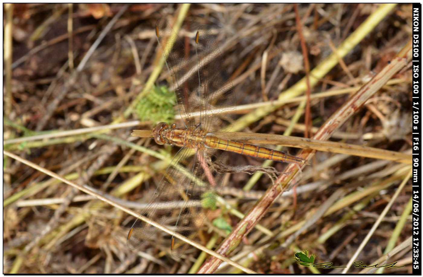 Orthetrum coerulescens anceps ♀