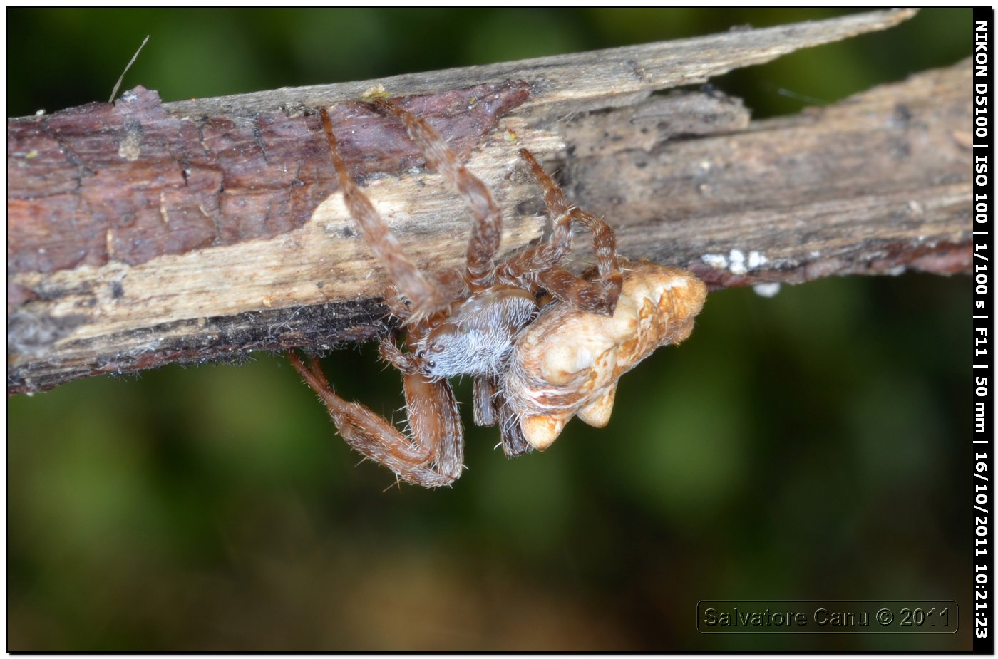 Cyrtophora citricola