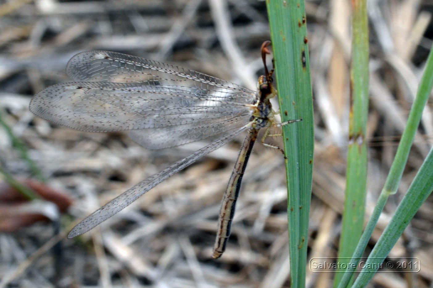 Macronemurus appendiculatus