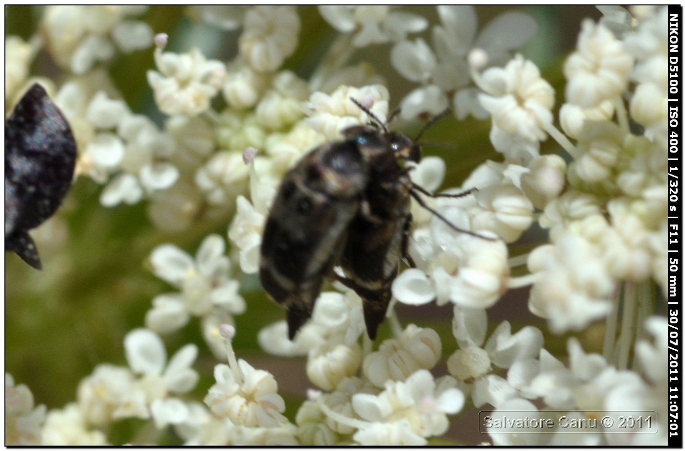 Mordellidae (Variimorda fasciata?)