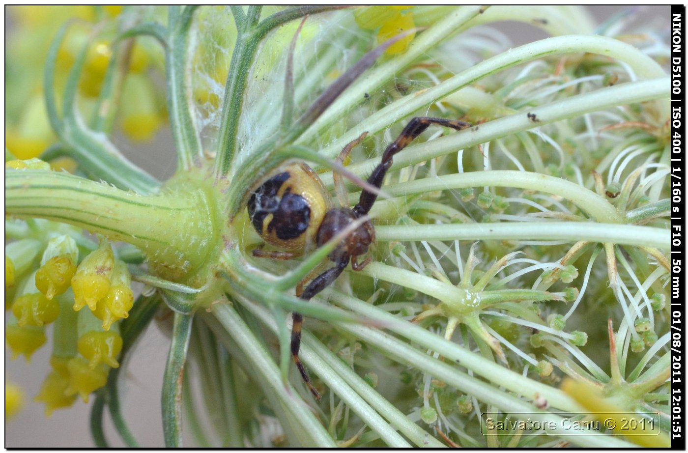 Thomisidae, Synema globosum