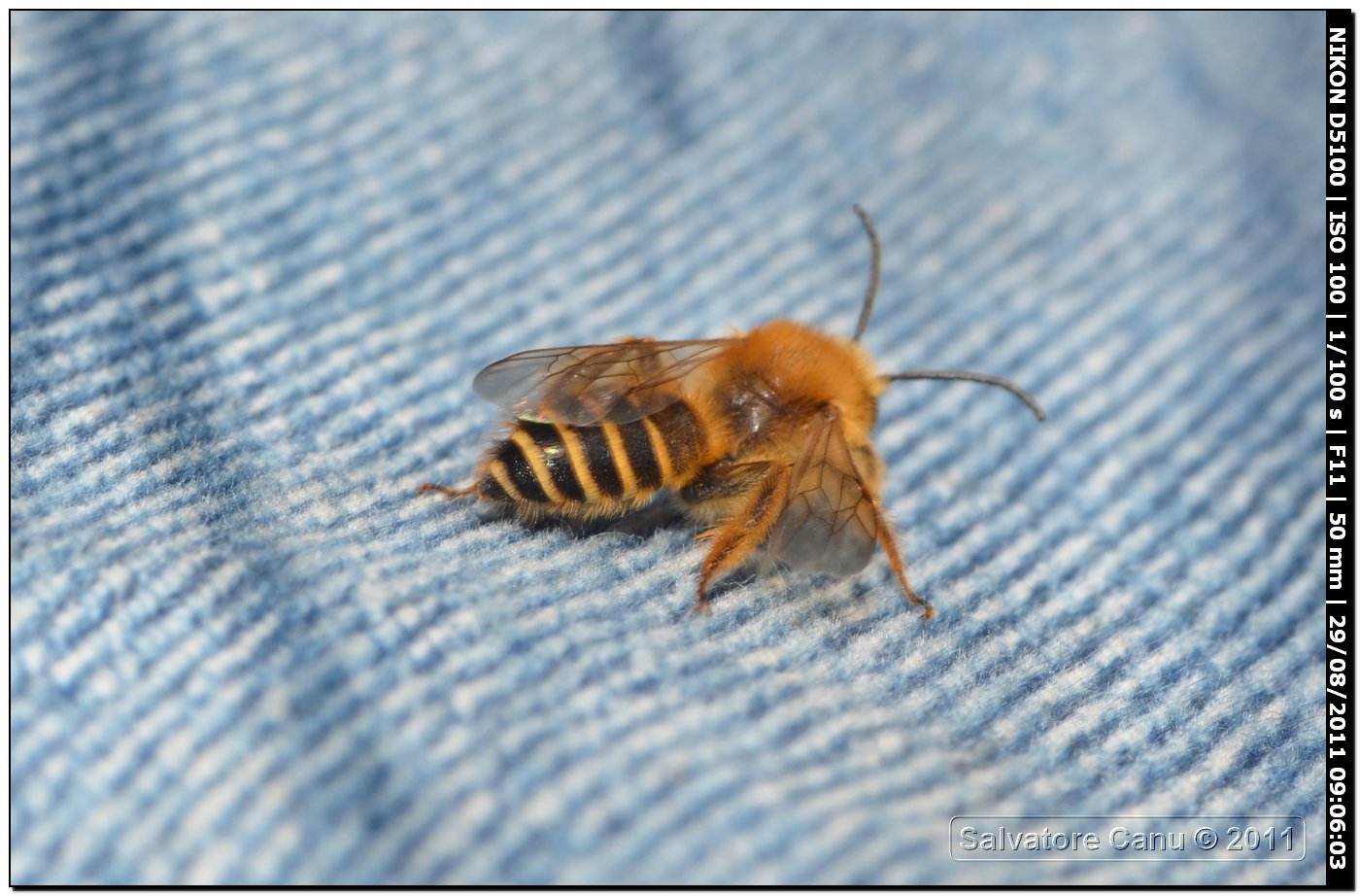 Dasypoda