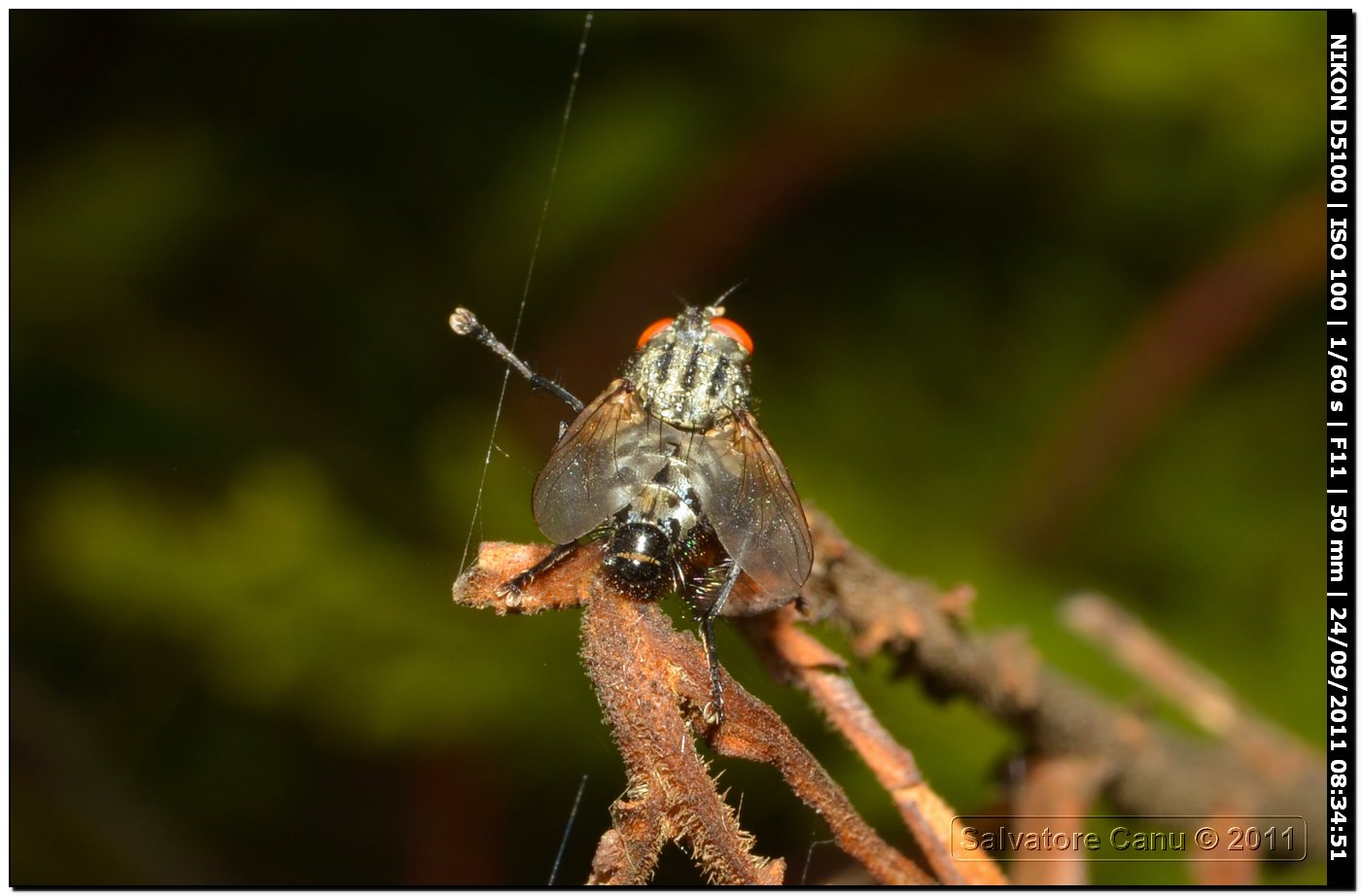 Sarcophagidae