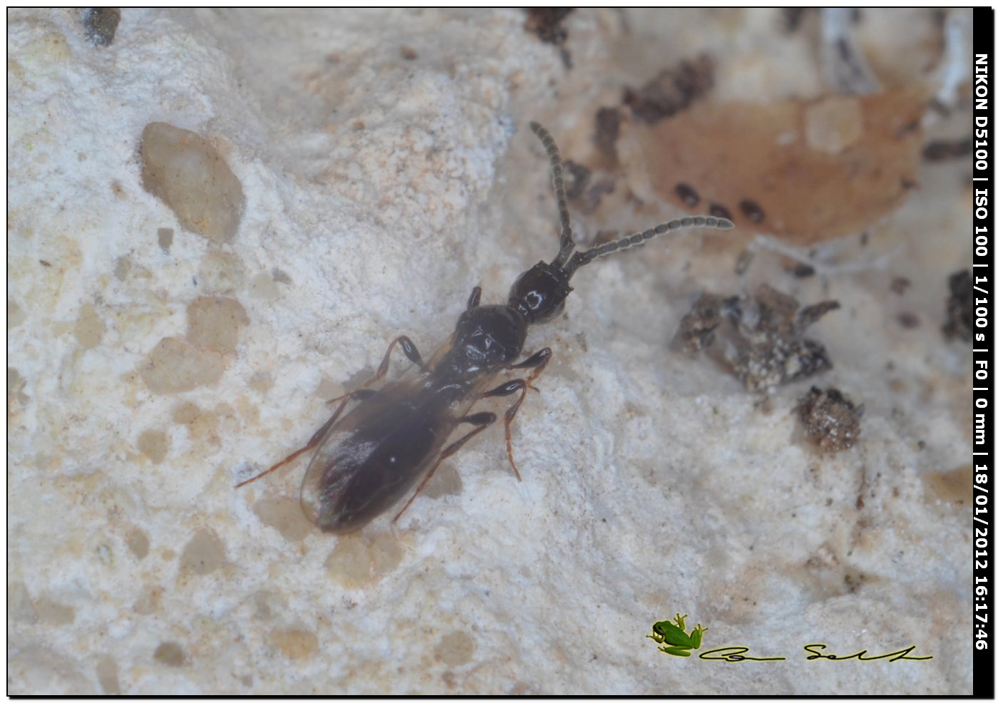 Diapriidae