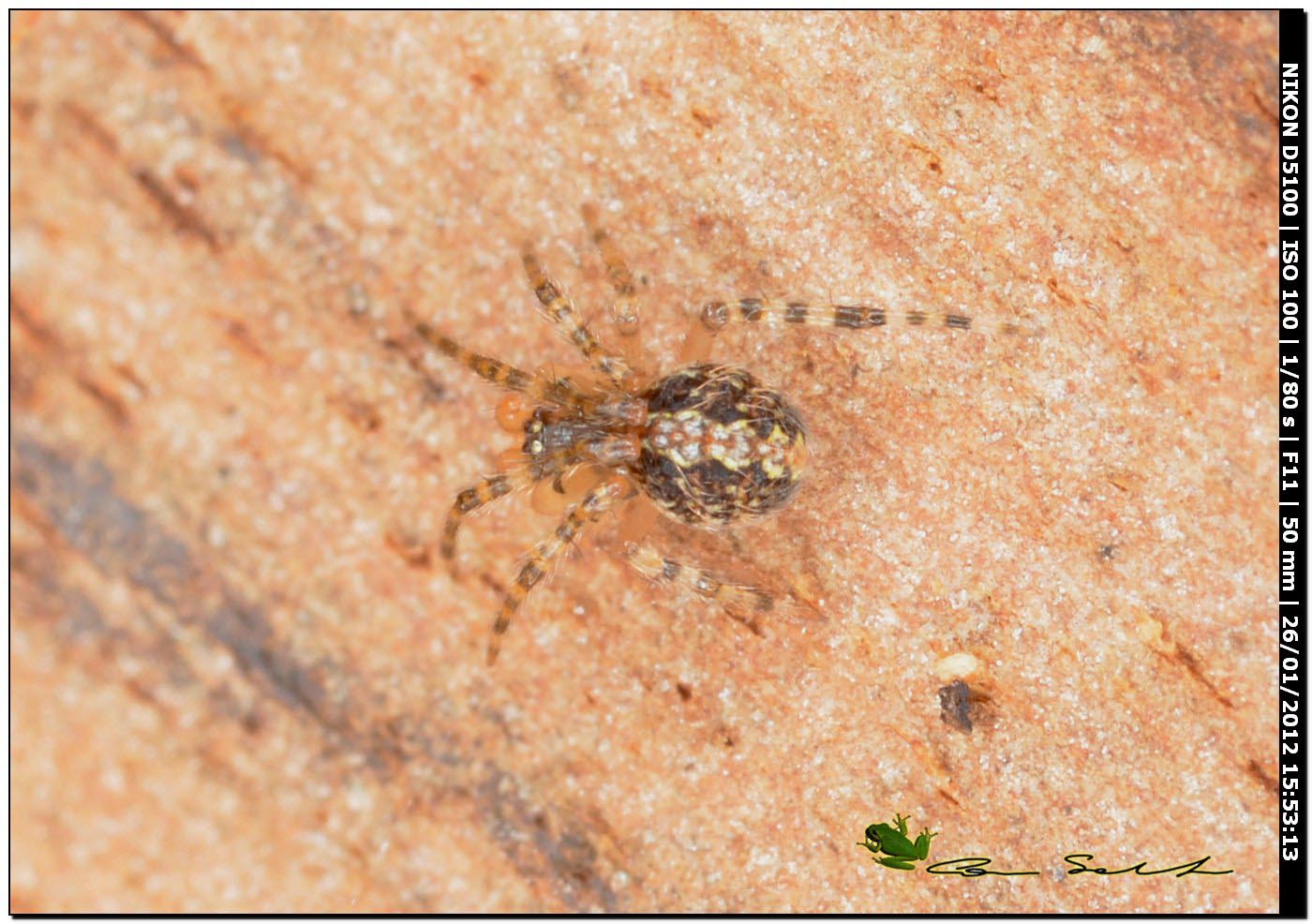Theridion sp.