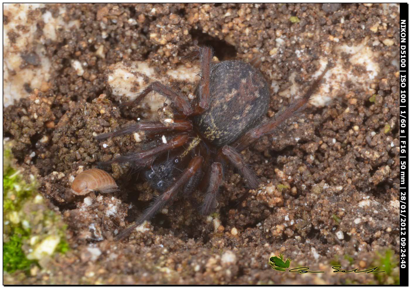 Lycosoides coarctata