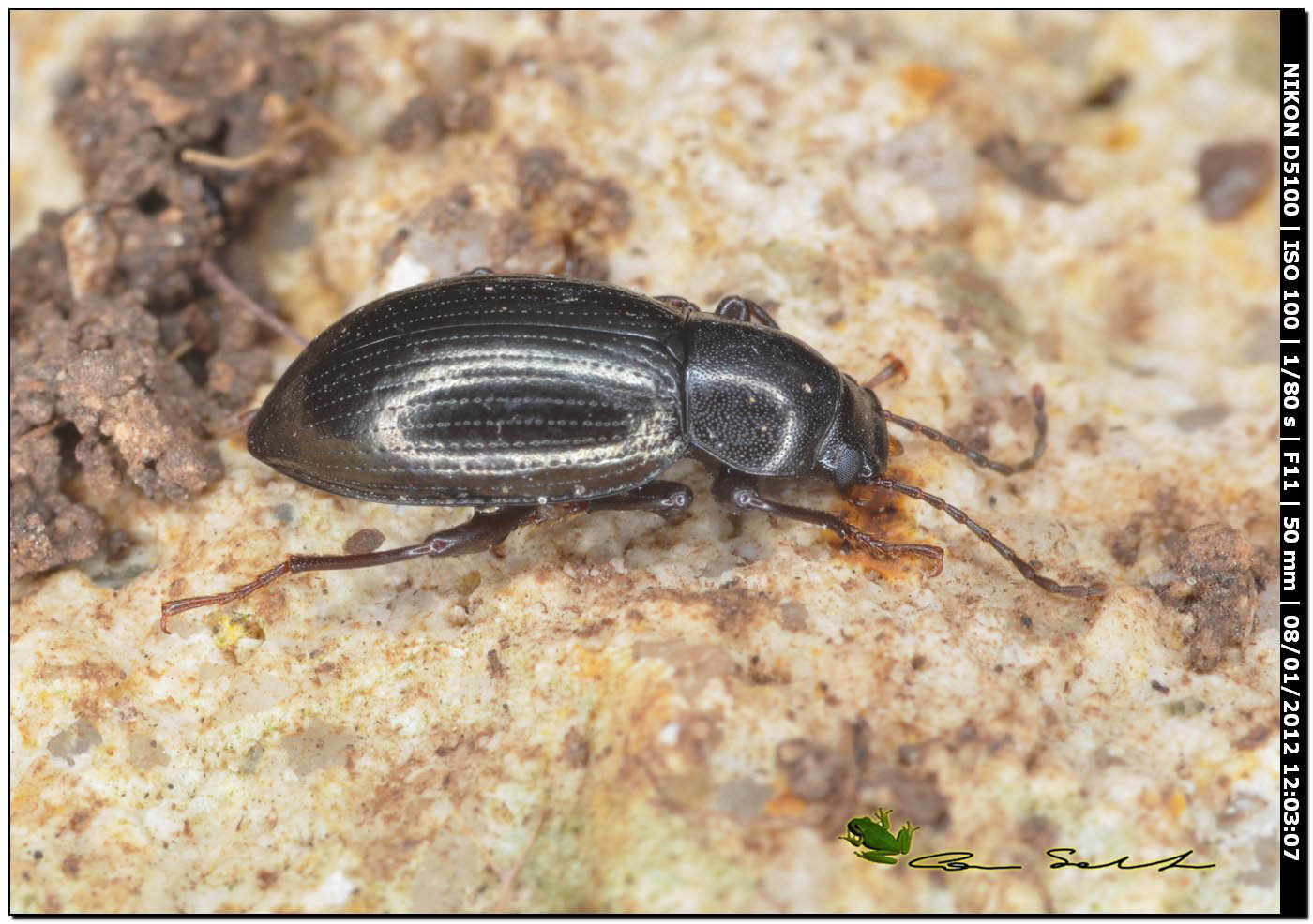 Nalassus cfr assimilis