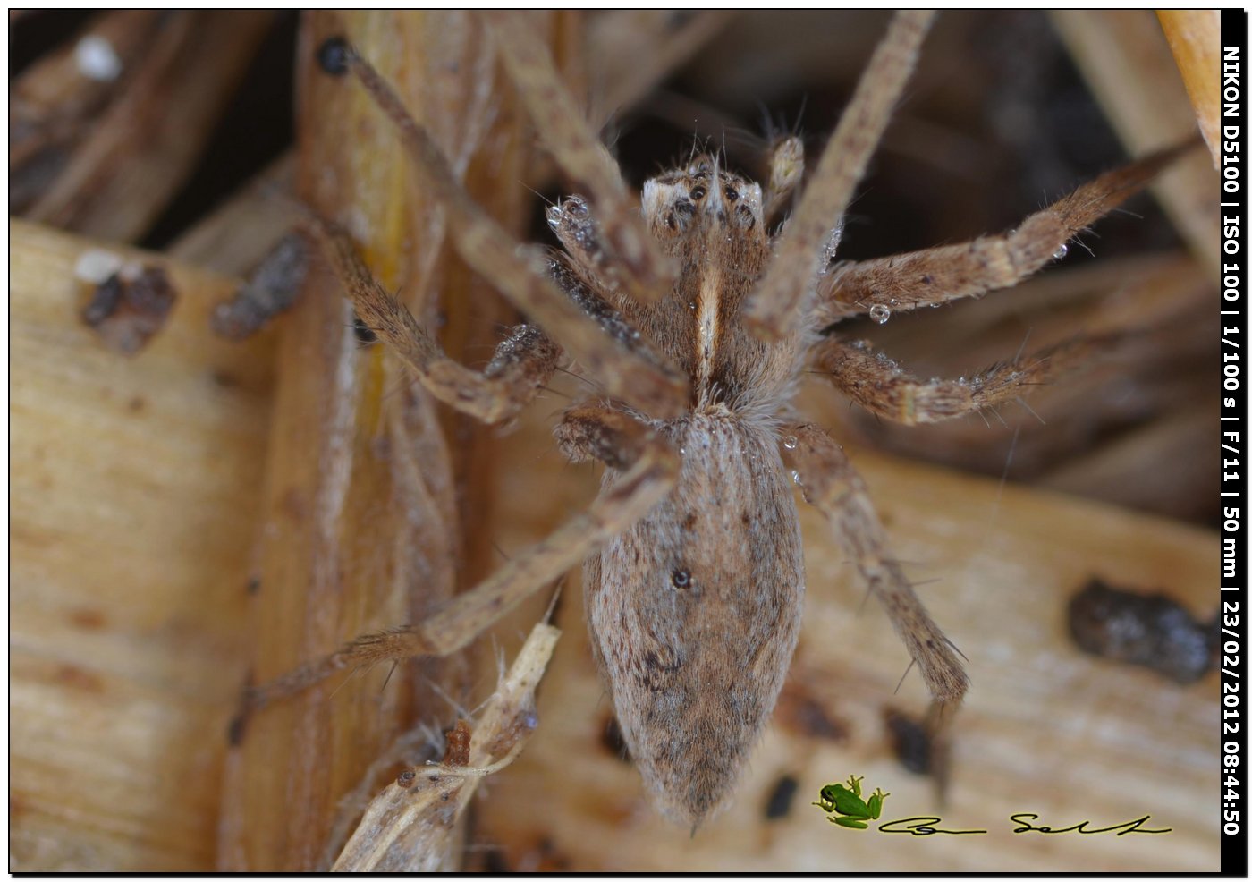 Pisaura sp.
