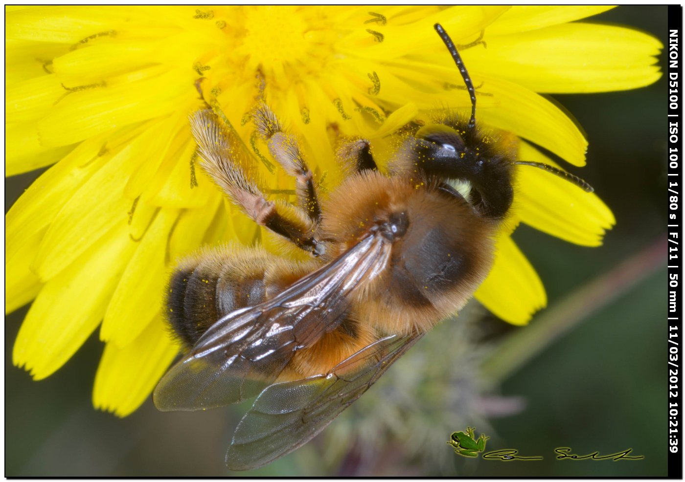 Eucera sp. femmina da Stintino