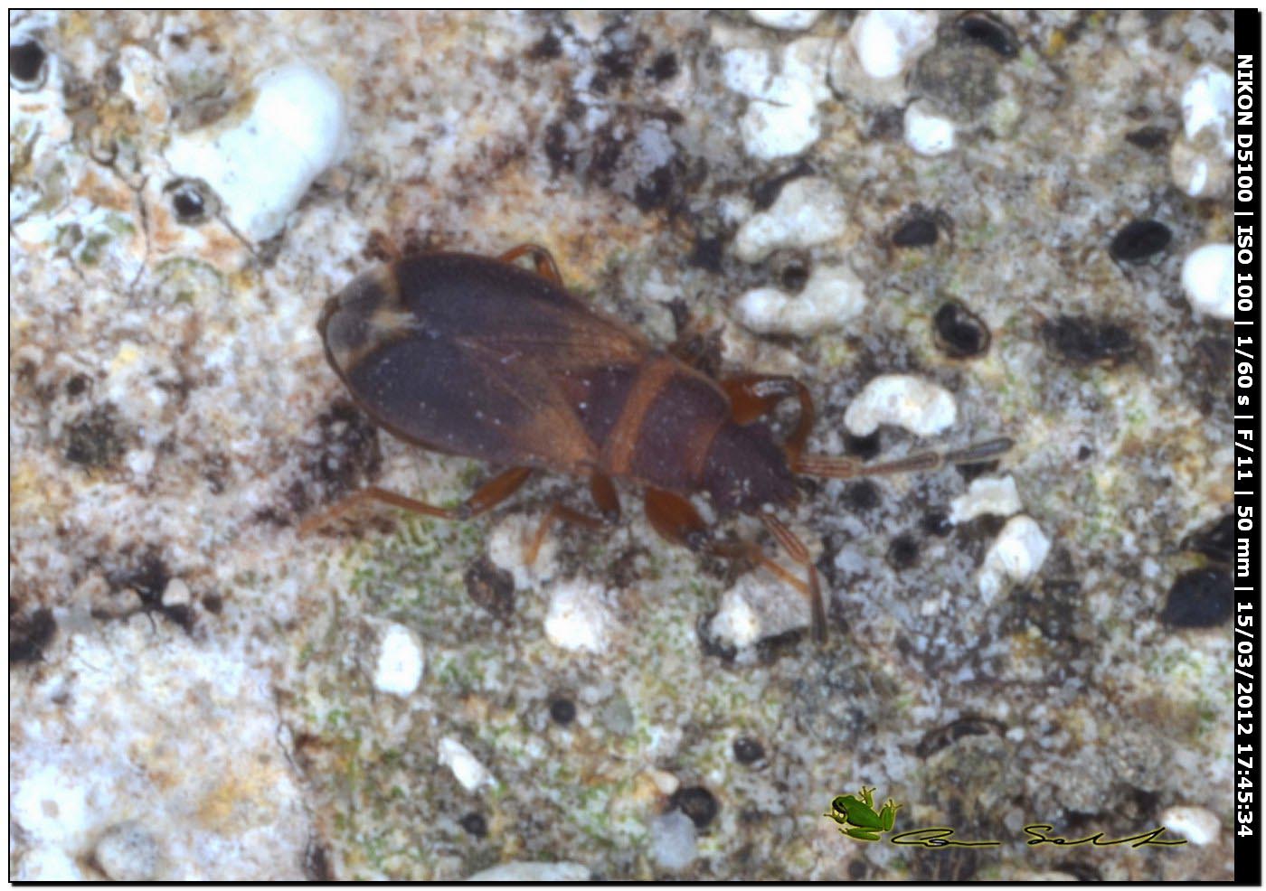 Lygaeidae: Notochilus ferrugineus della Sardegna (SS)