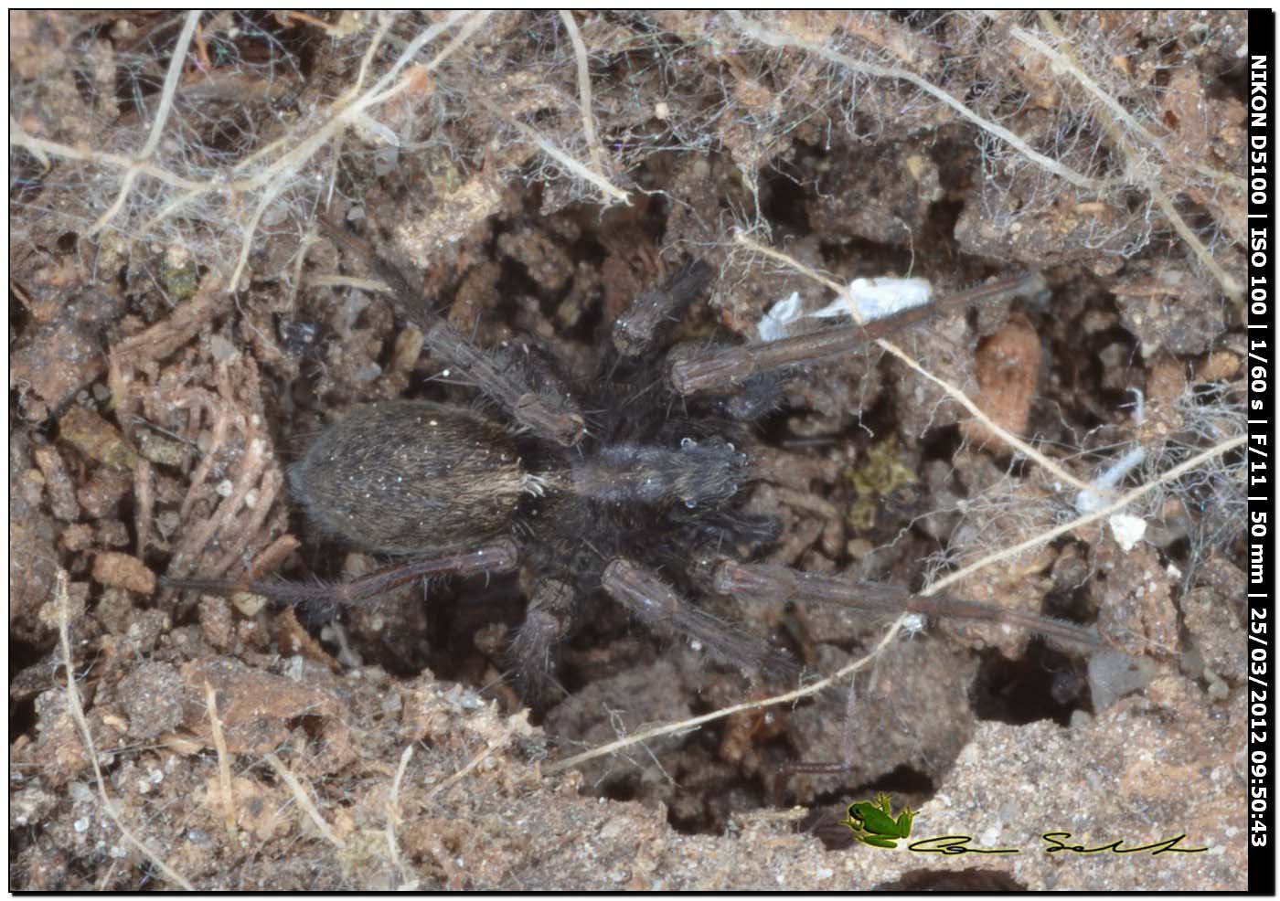 Pardosa sp.