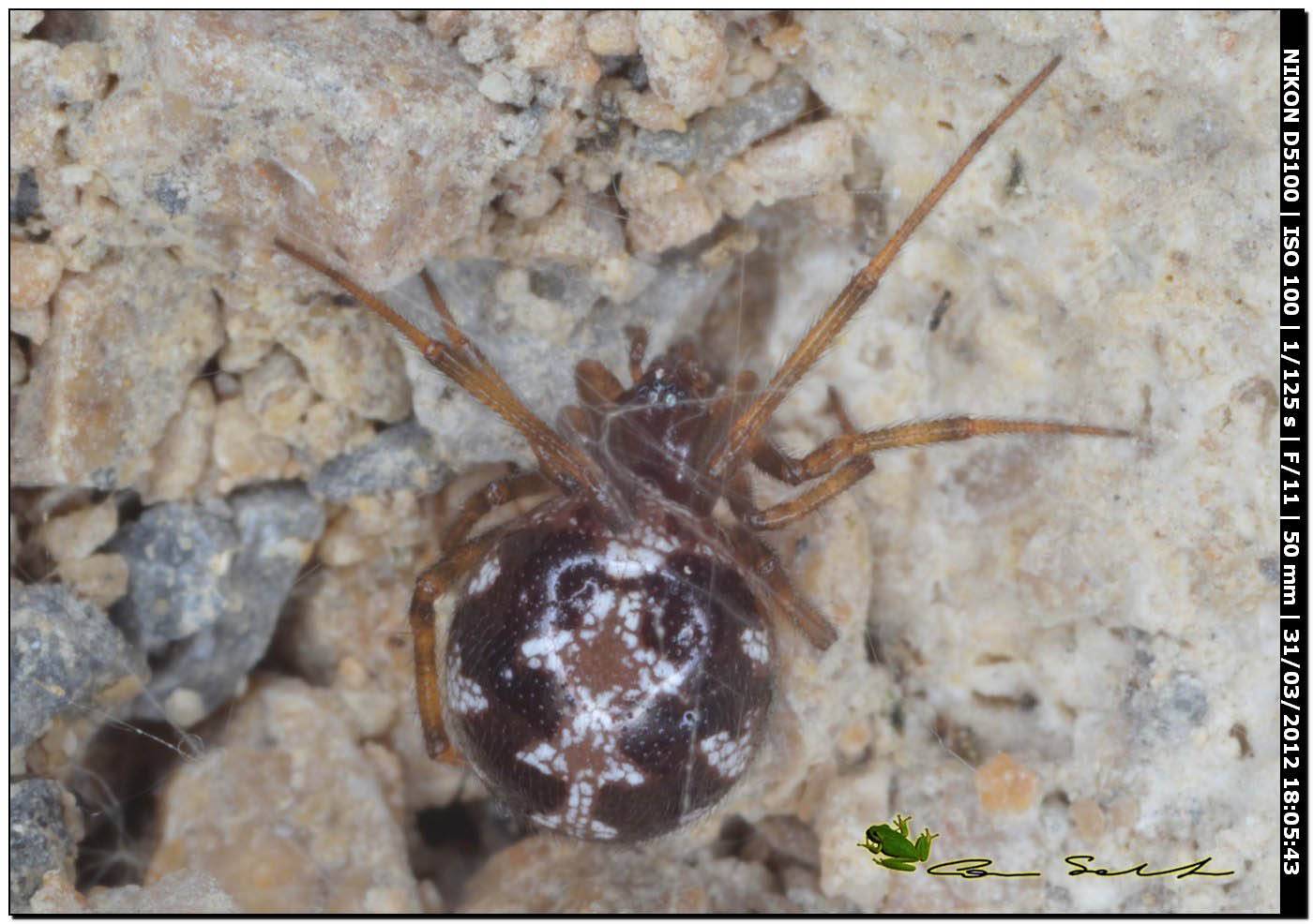Steatoda triangulosa