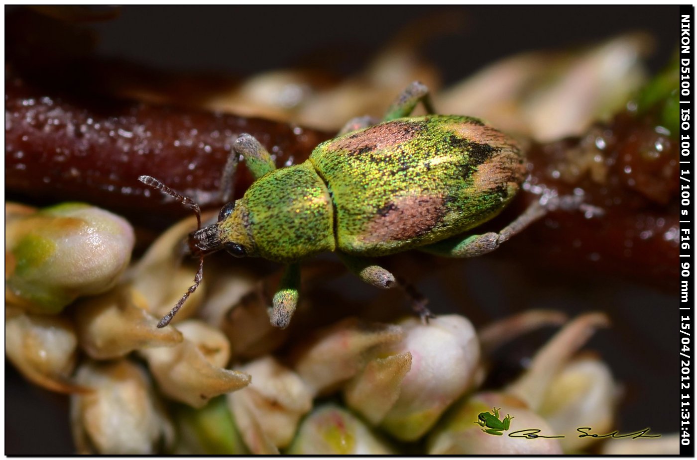 Coniatus tamarisci (Curculionidae)