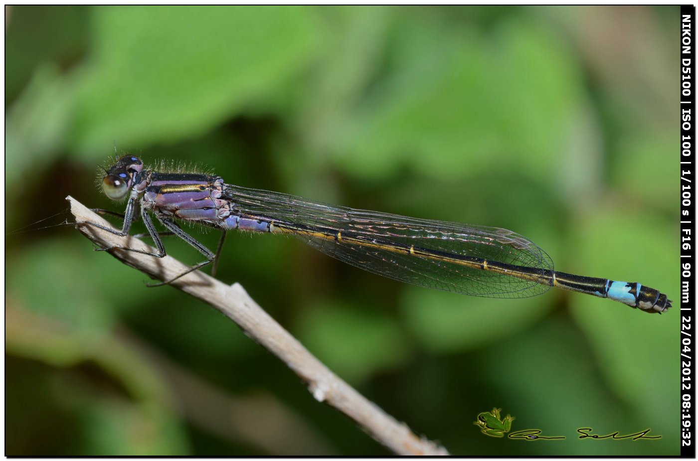 Ischnura genei