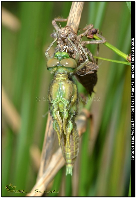 Orthetrum cancellatum, metamorfosi