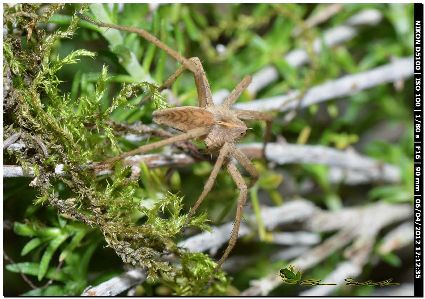 Pisaura sp.