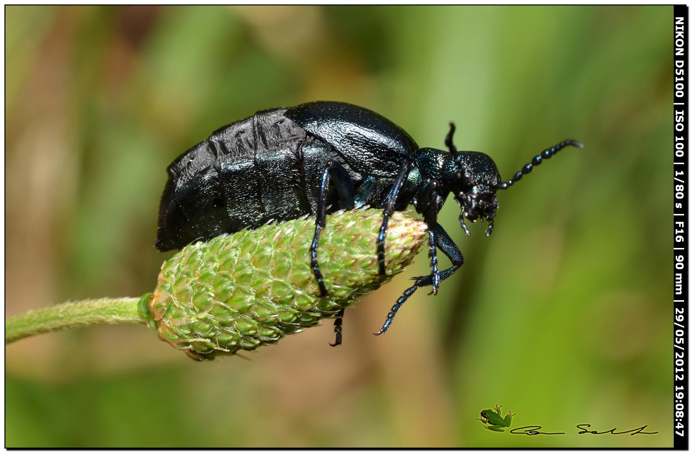 Meloe proscarabaeus in ... arrampicata libera