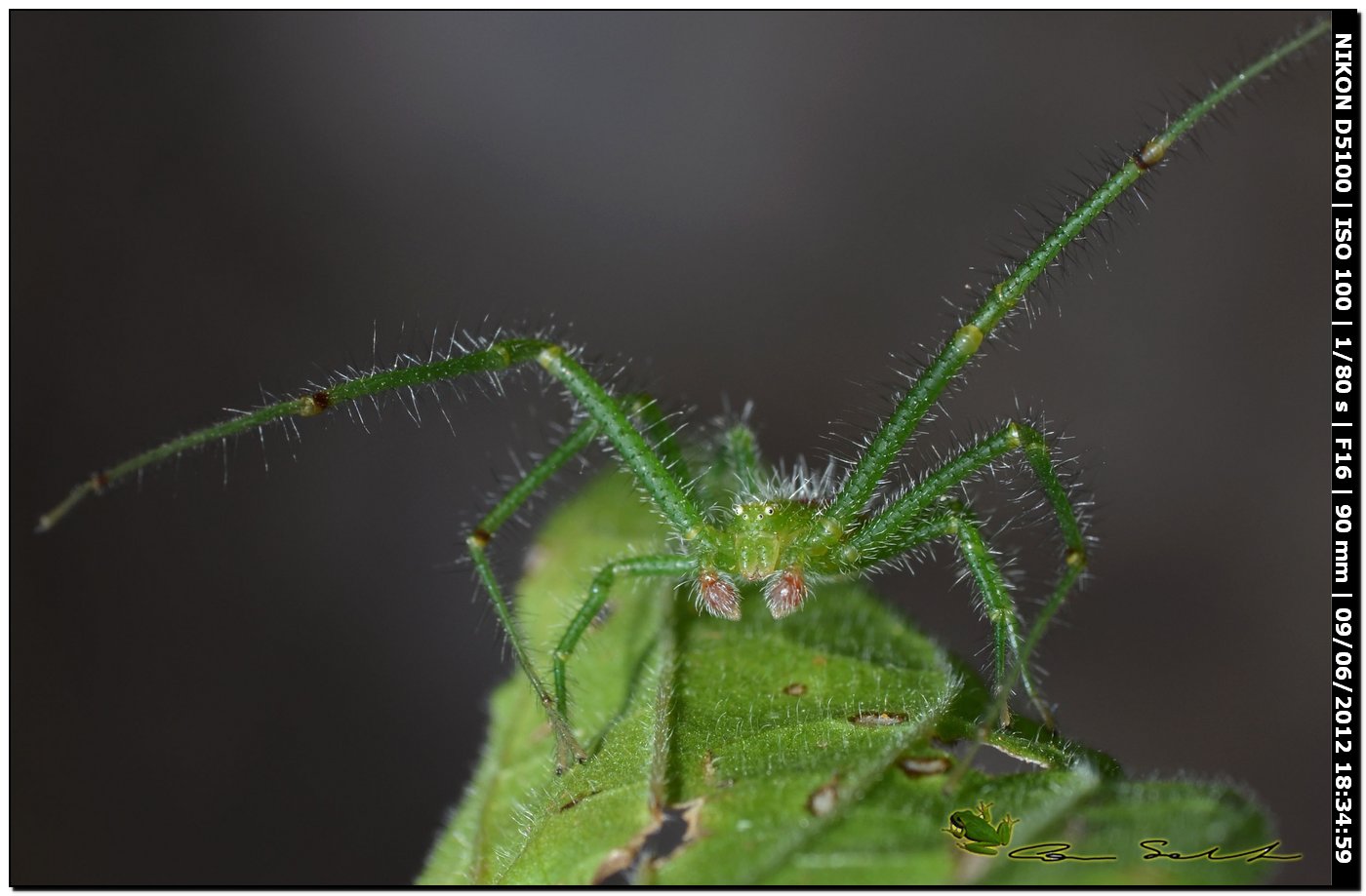 Heriaeus sp. ♂, Thomisidae