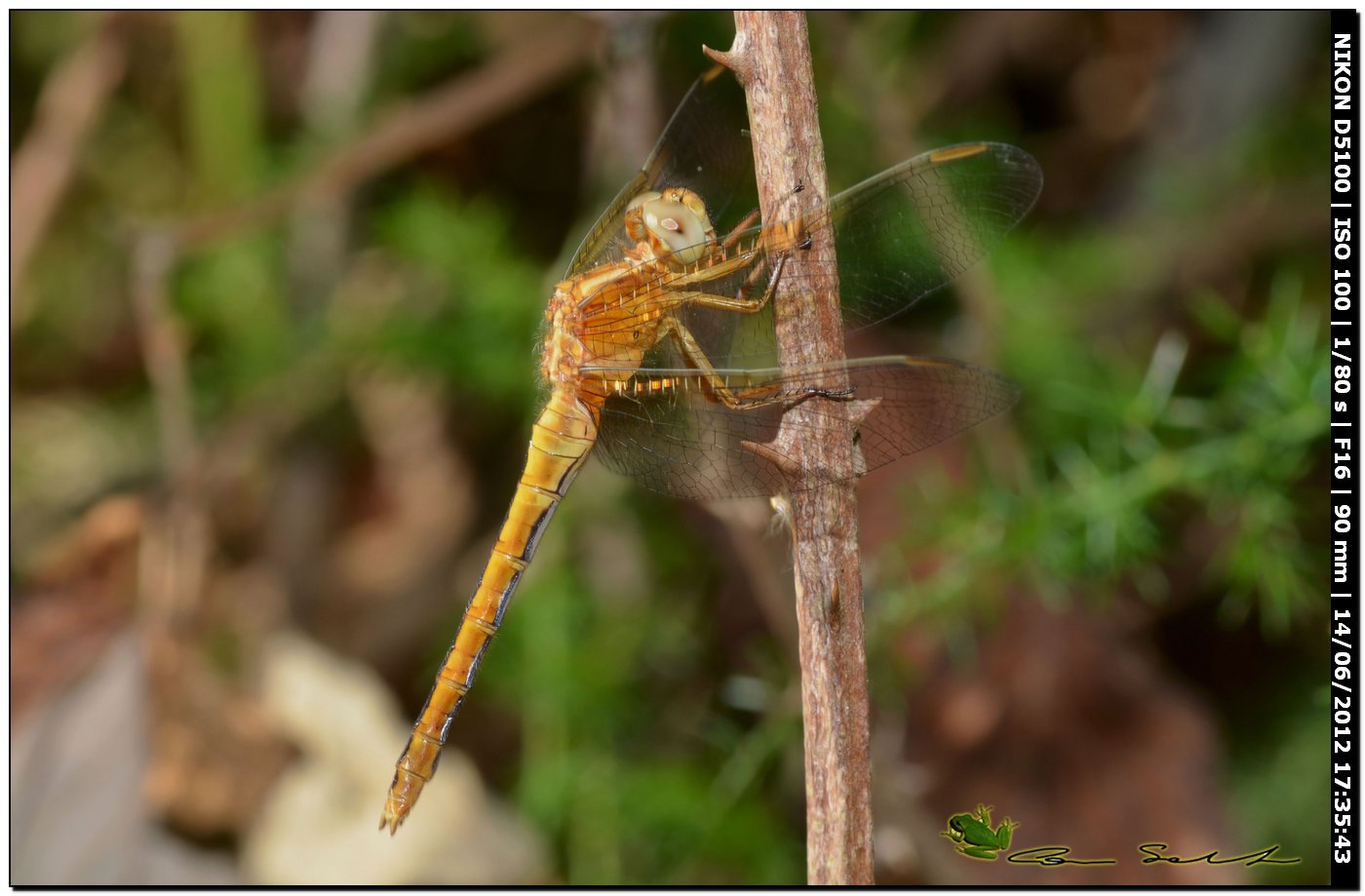 Orthetrum coerulescens anceps ♀