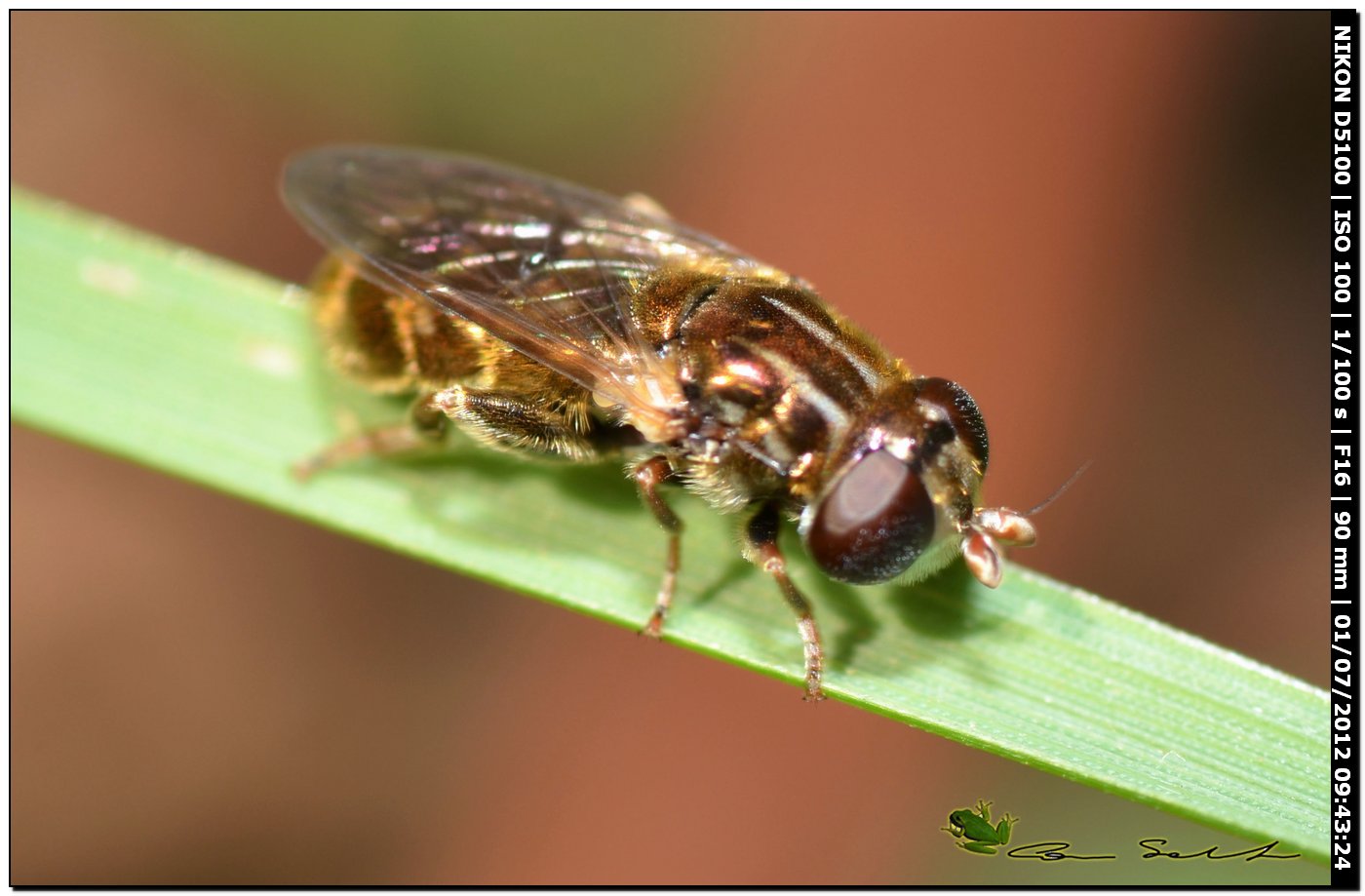 Merodon sp.
