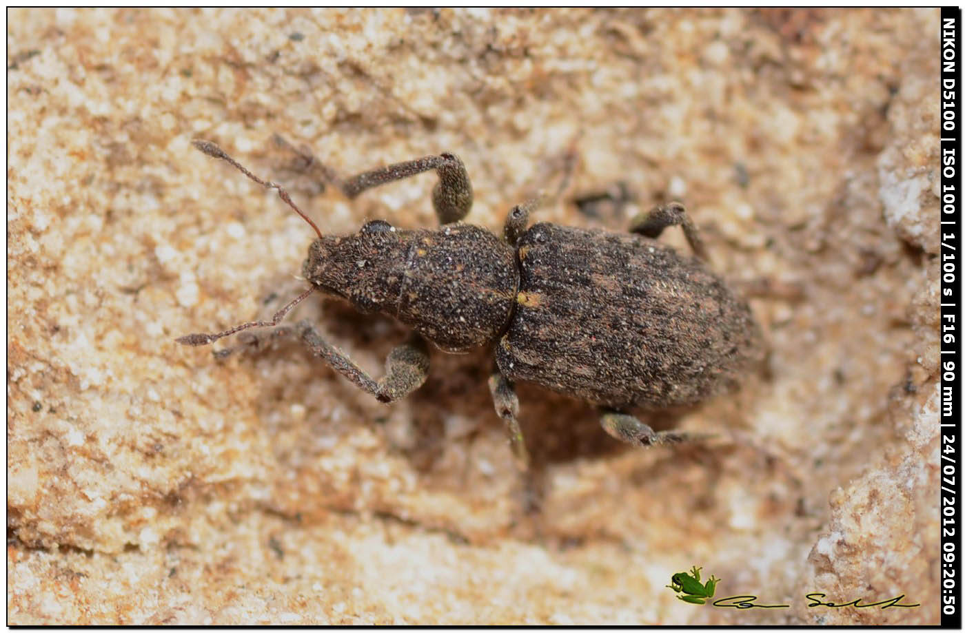 Curculionidae?