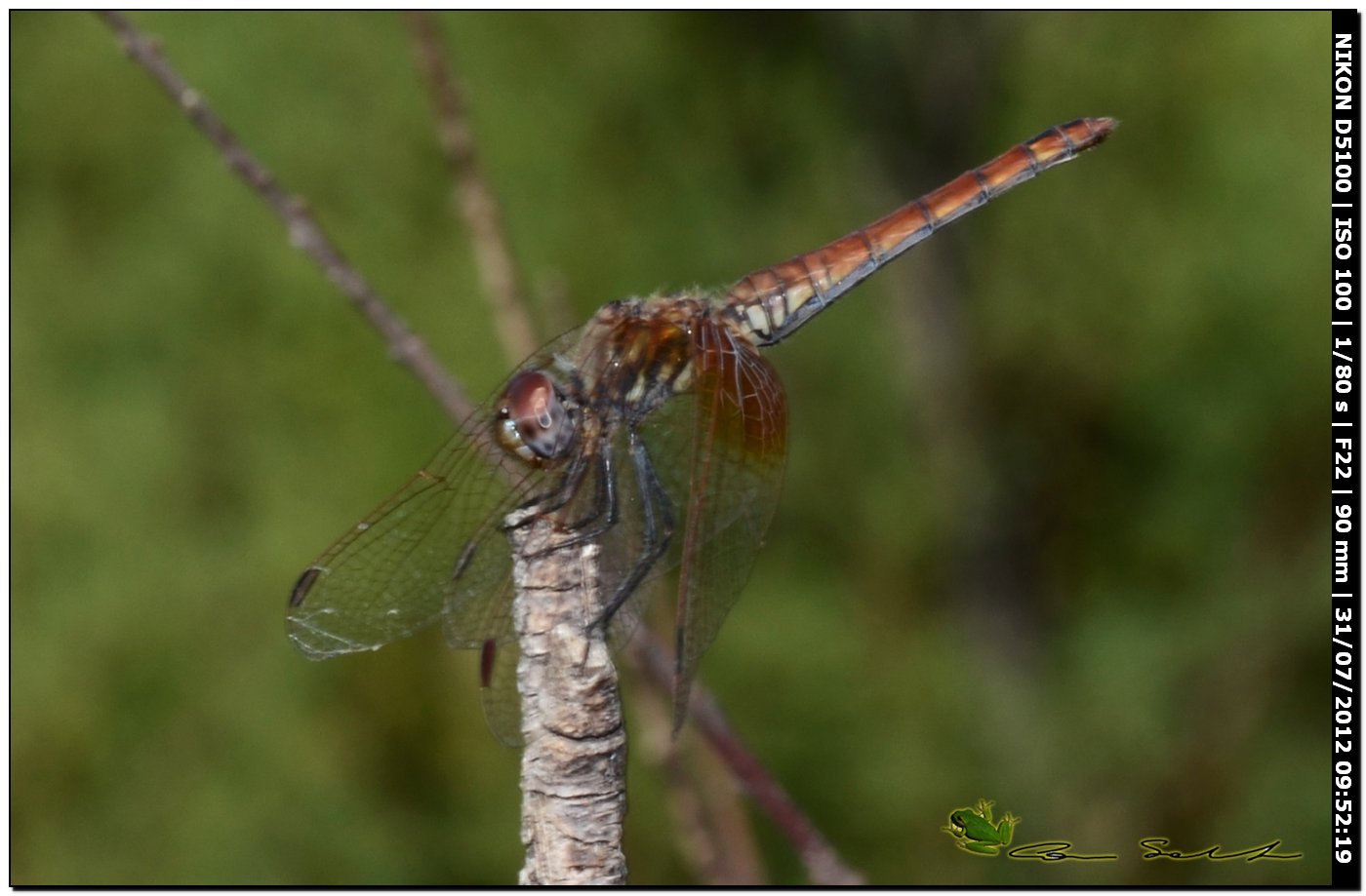 Altro Sympetrum....? - Trithemis annulata (femmina)