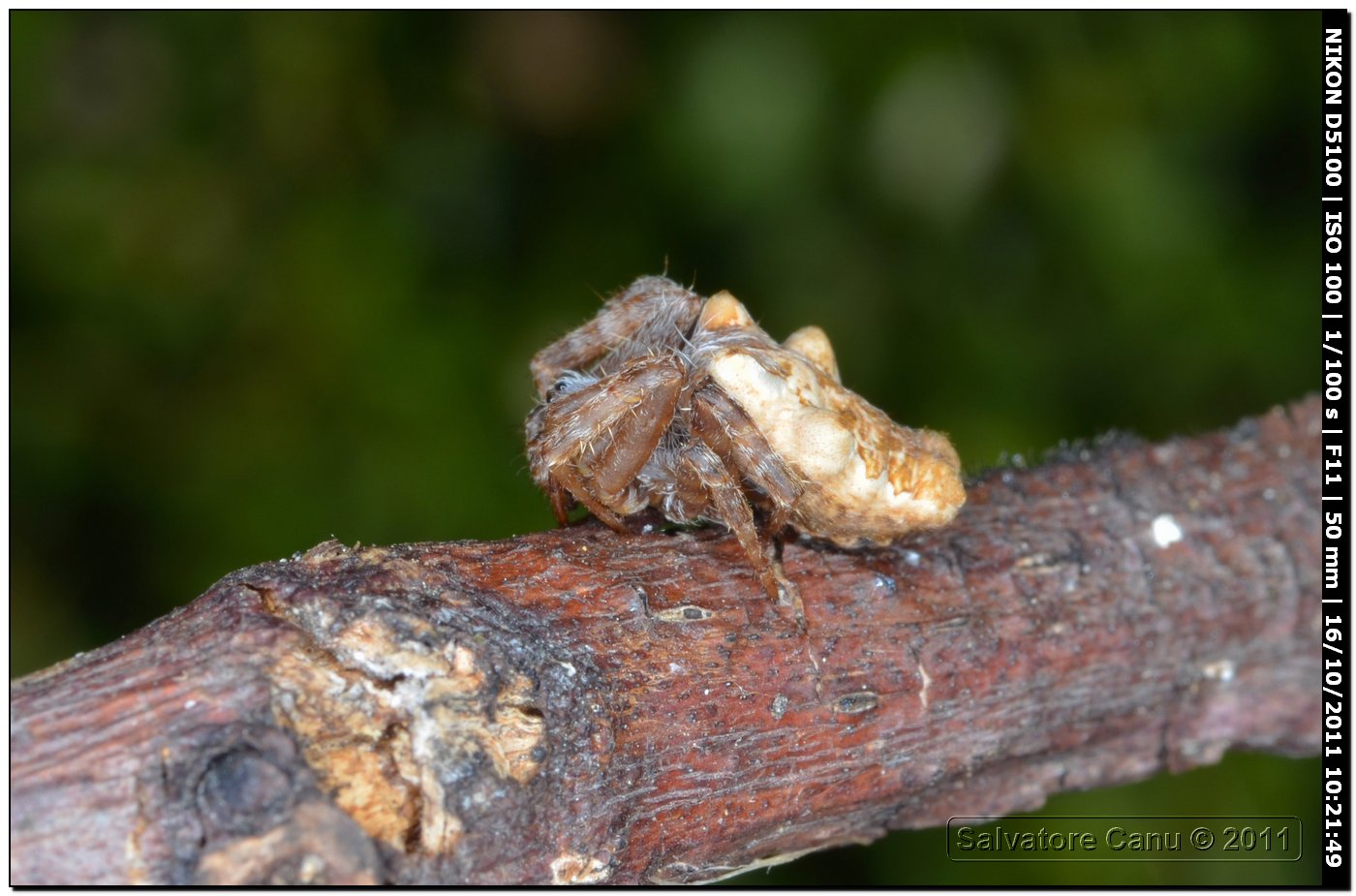 Cyrtophora citricola