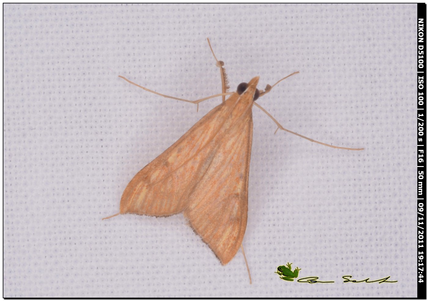 Antigastra catalaunalis
